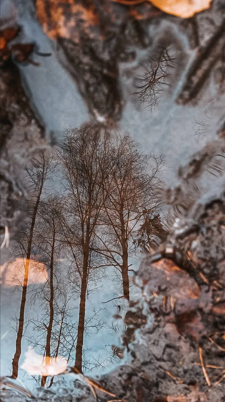 Неизведанный мир в лужах.