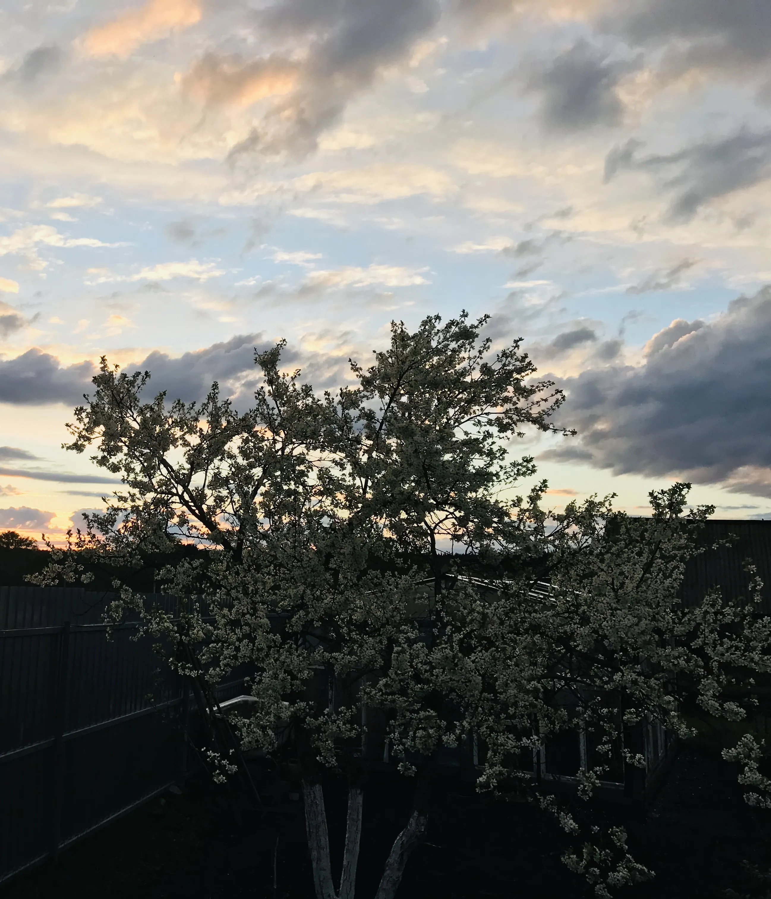 Цветы в облаках