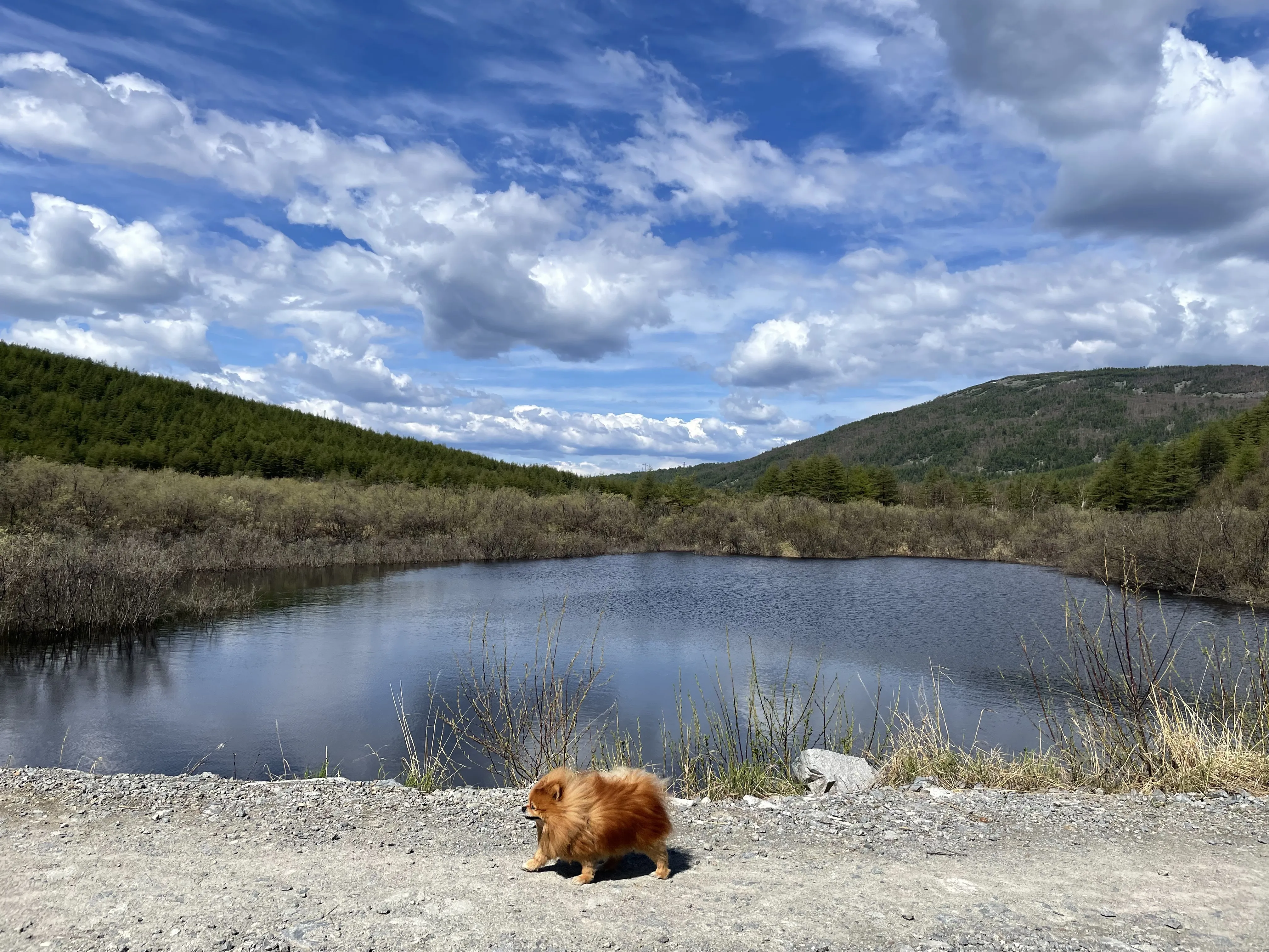 Король шпиц