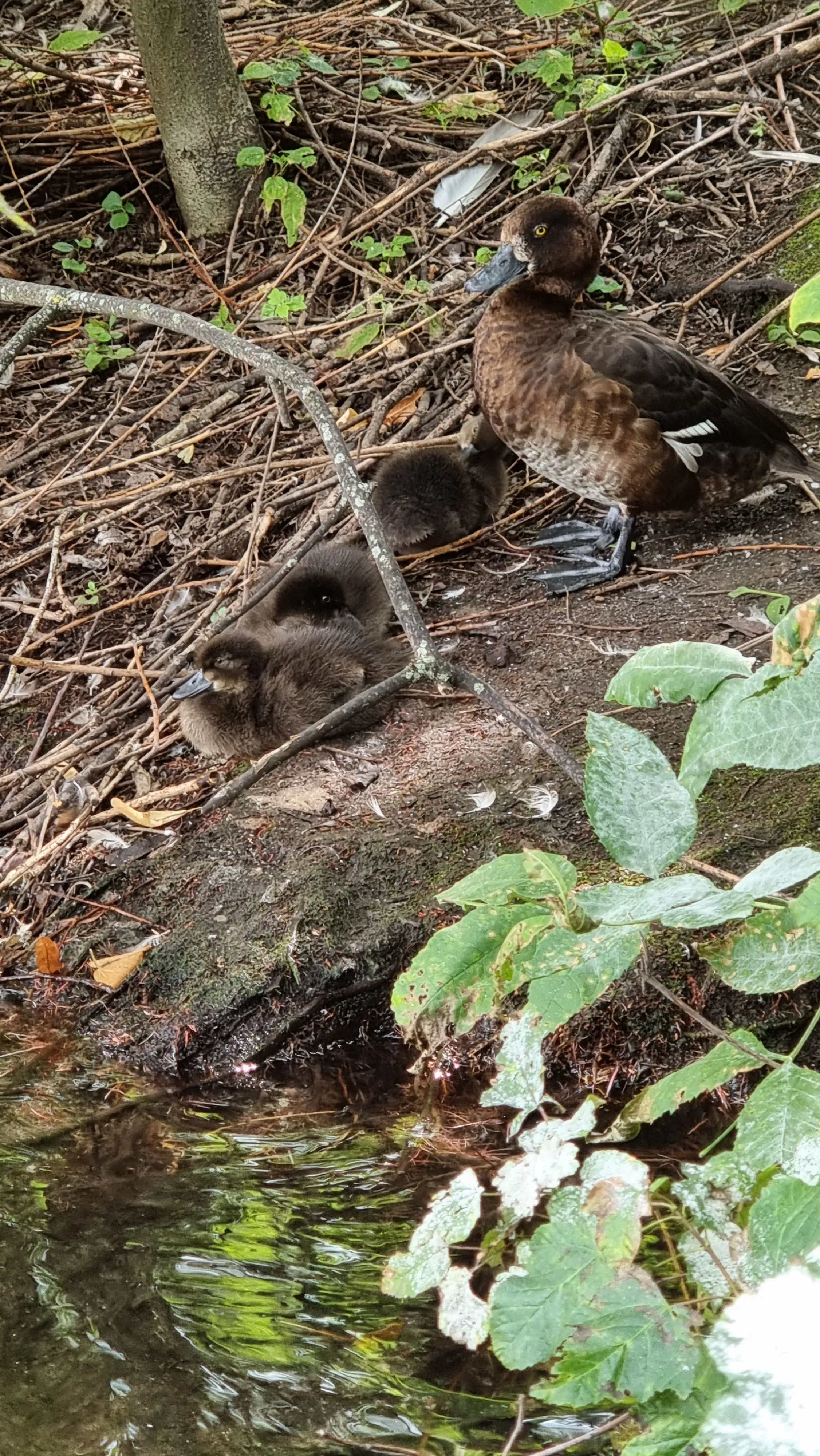 "Семейная идиллия у воды"