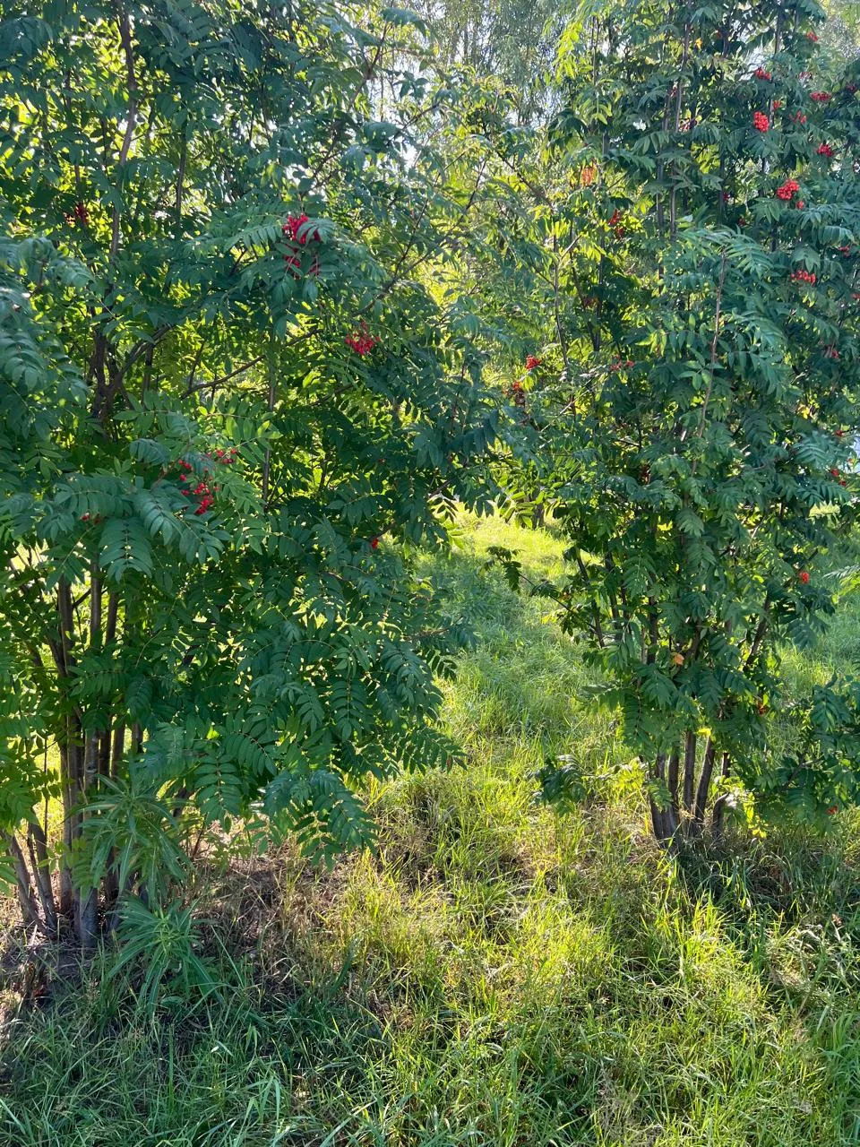 Лесная чаща