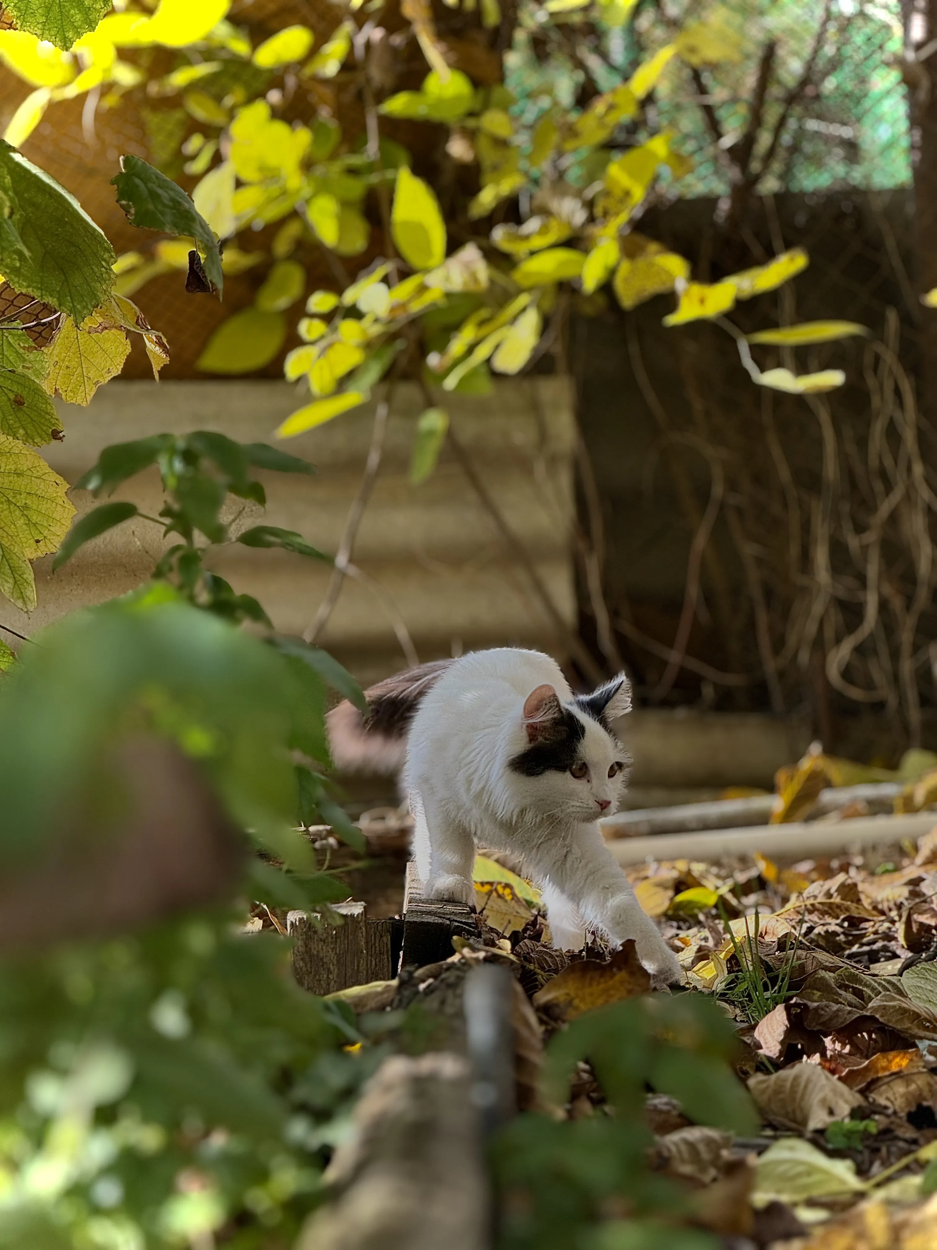 Осенняя охота с белыми лапками