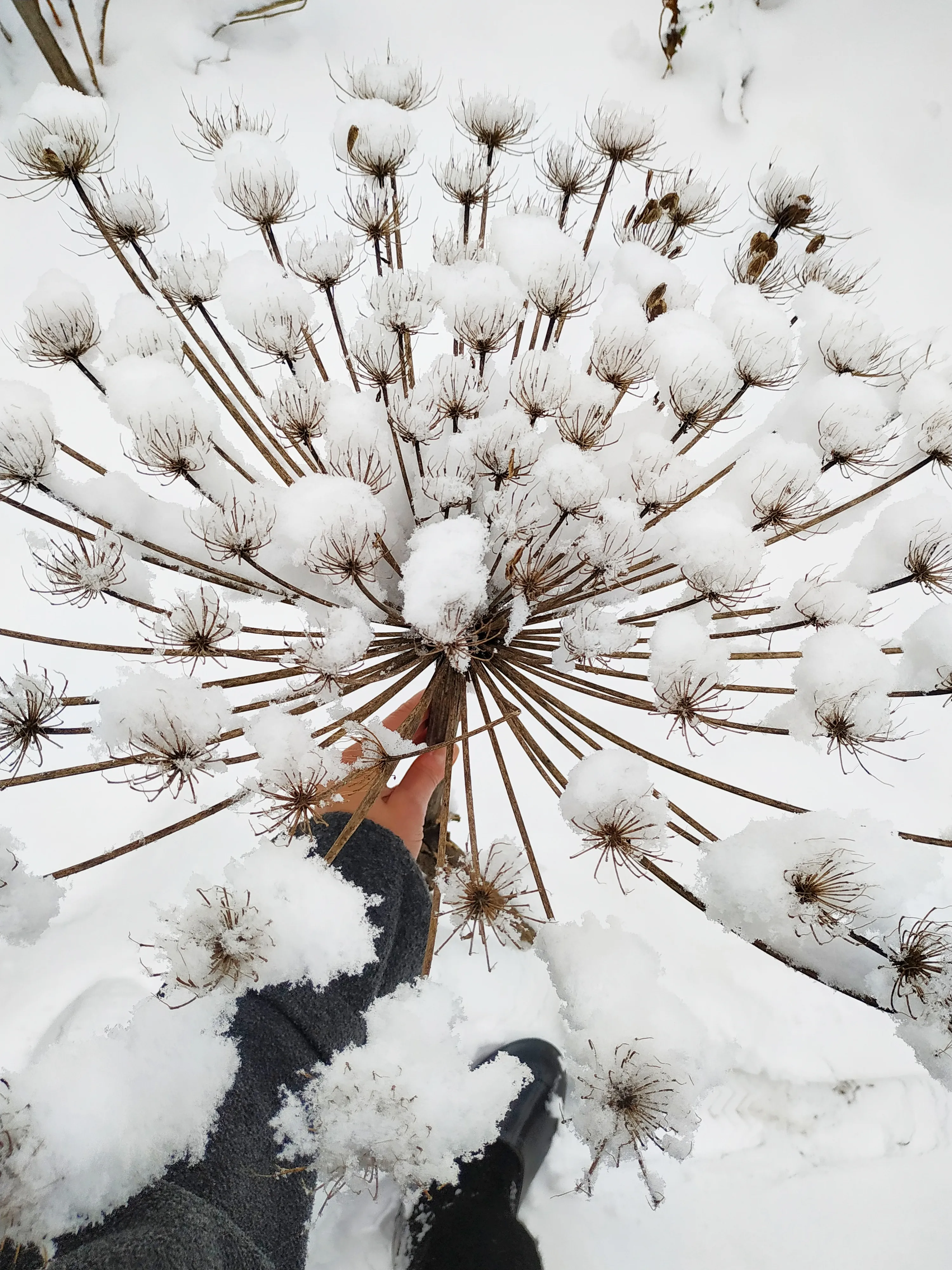 Зимний букет