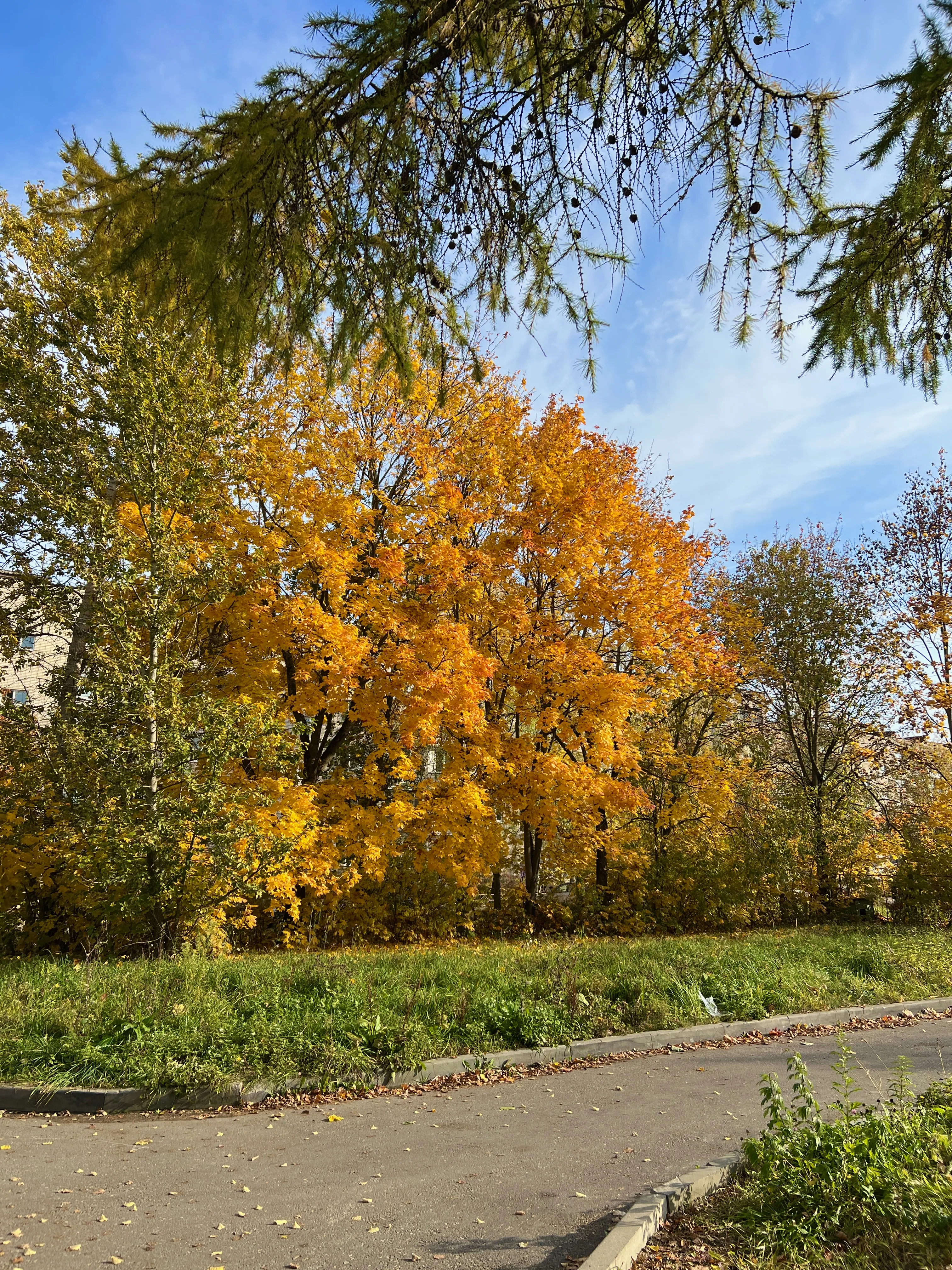 Яркая осень