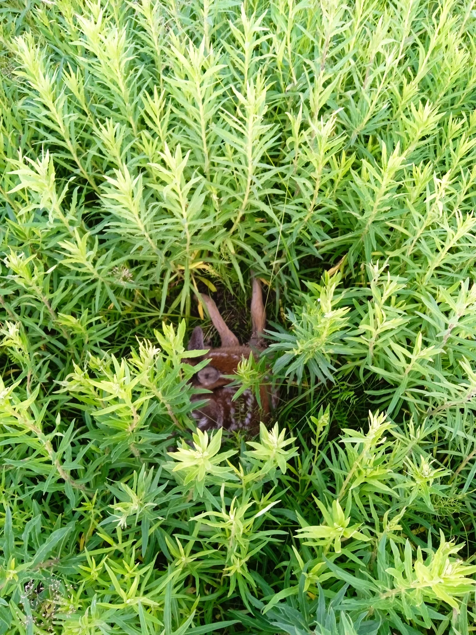 Косуля. Новая жизнь