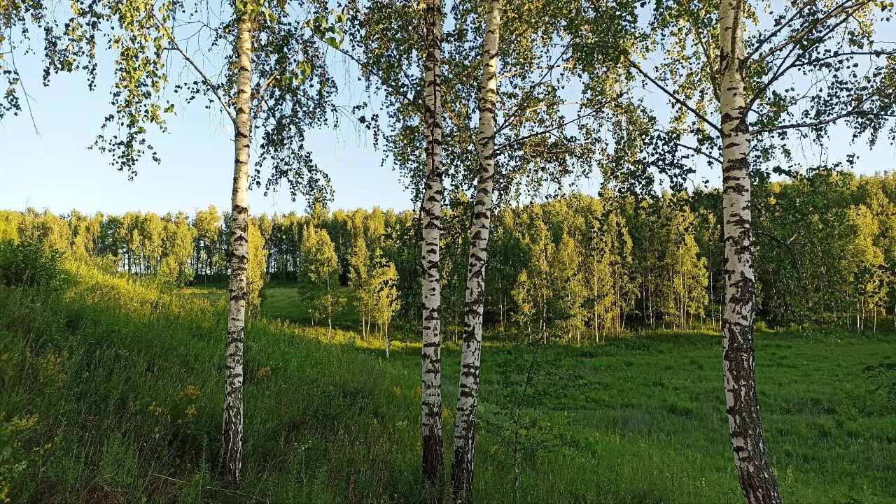 Родные края. Где-то в Курской области