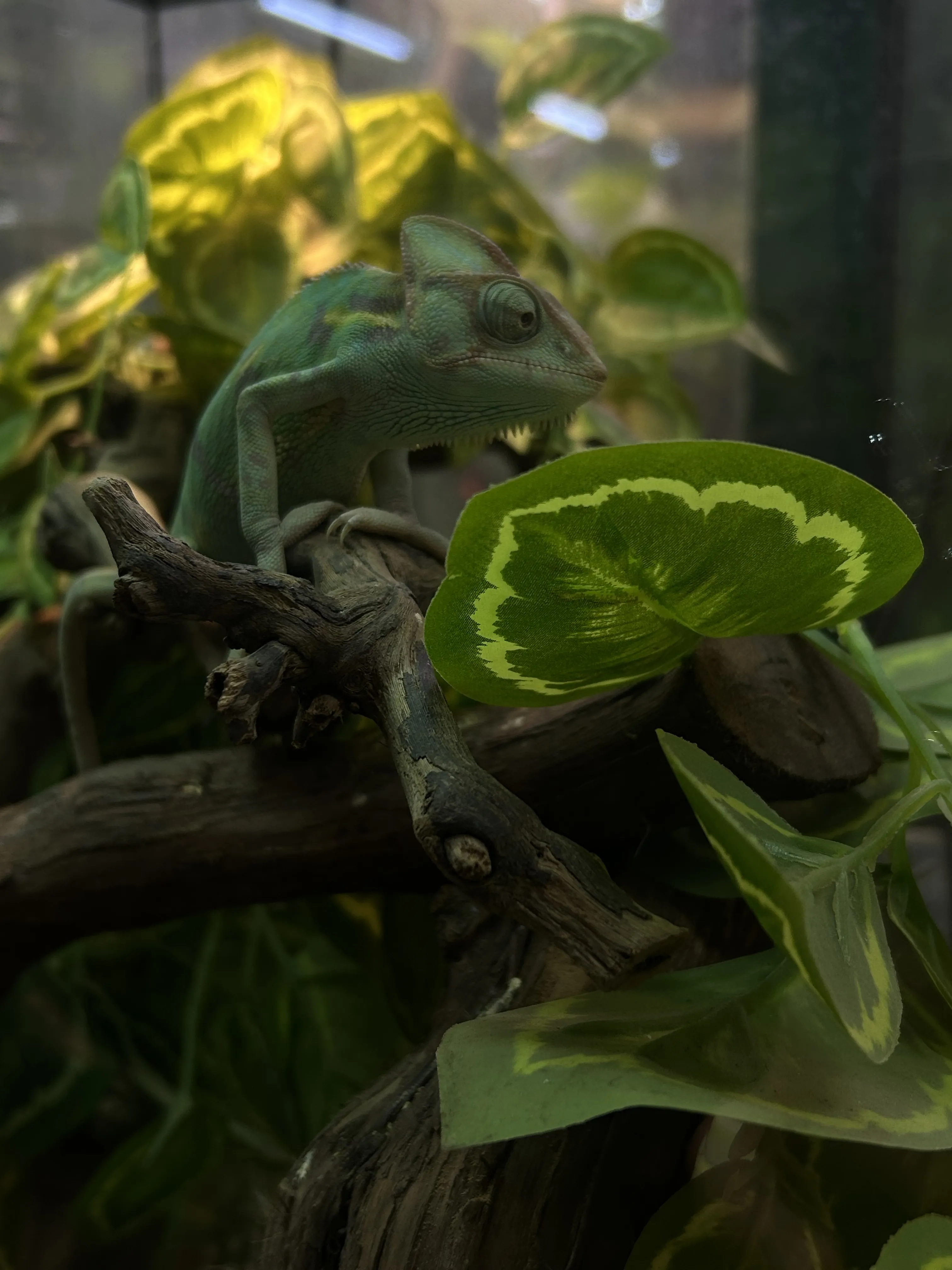 Зеленый хранитель зелени