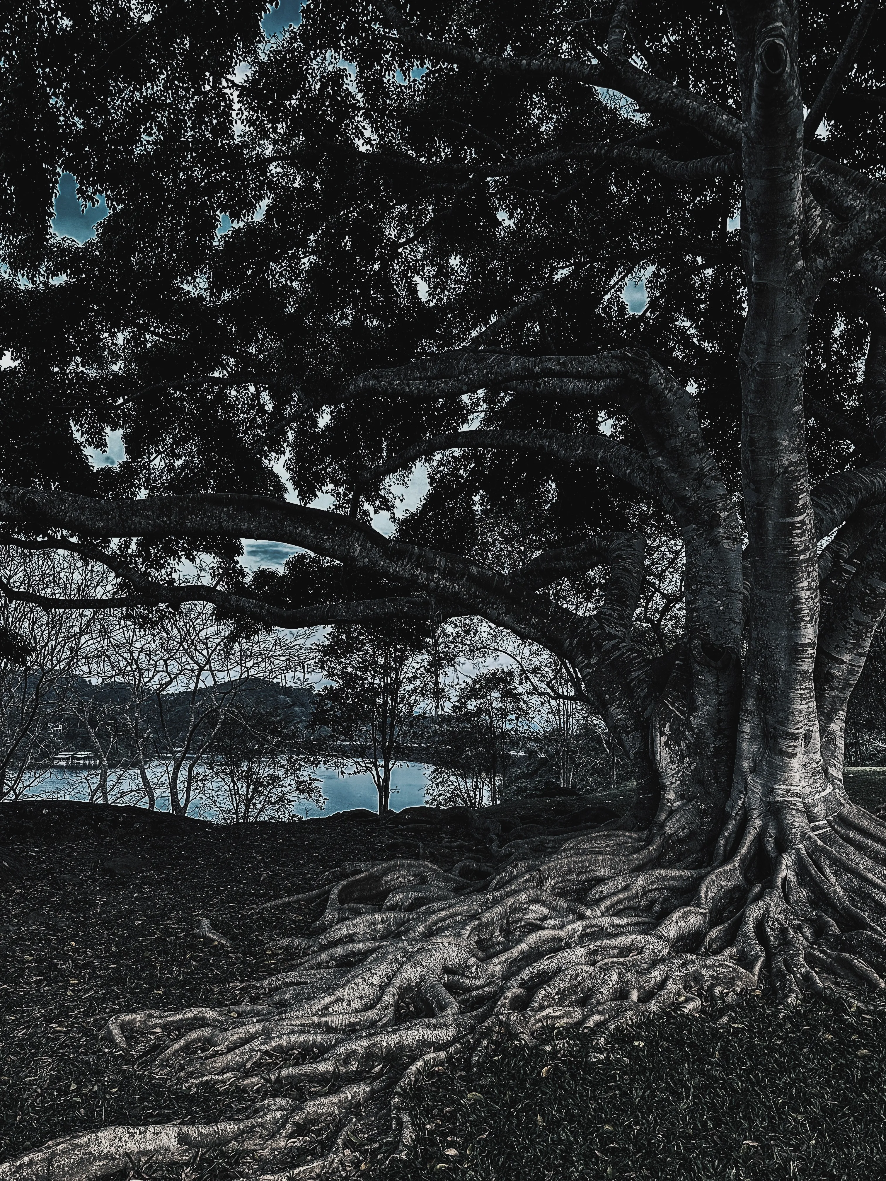 Корни времени