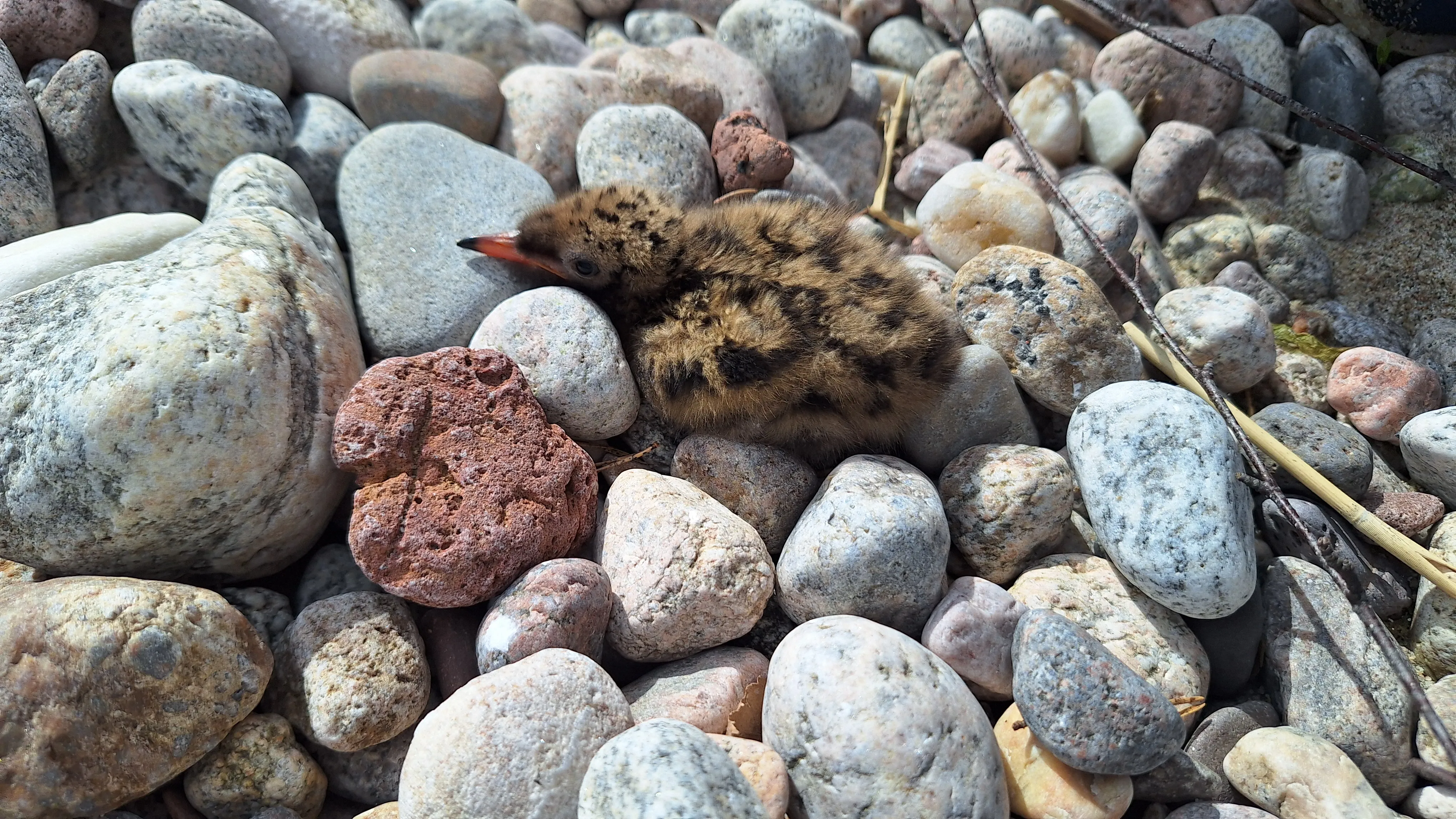 Птенец чайки