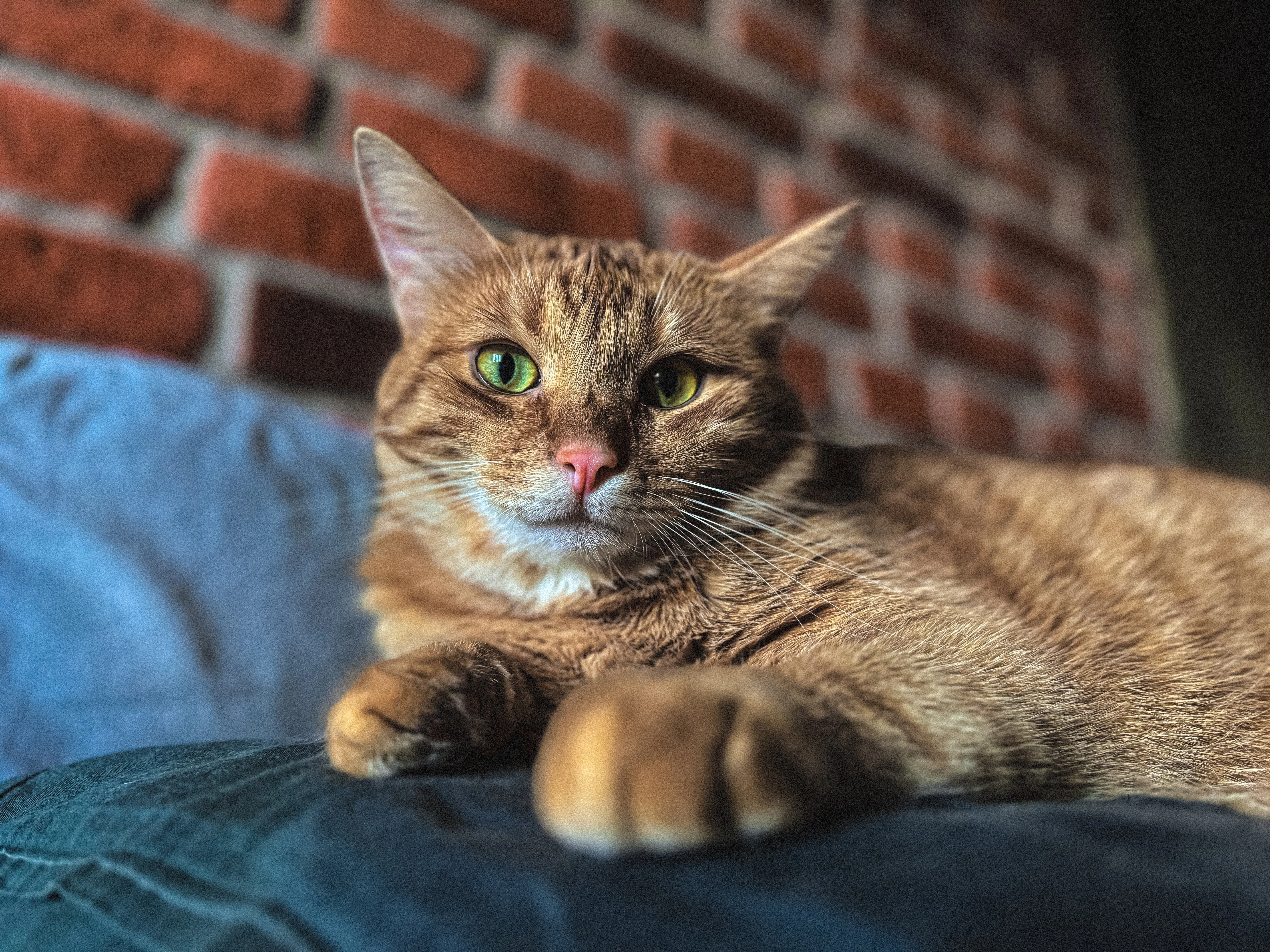 Кот по кличке Кот