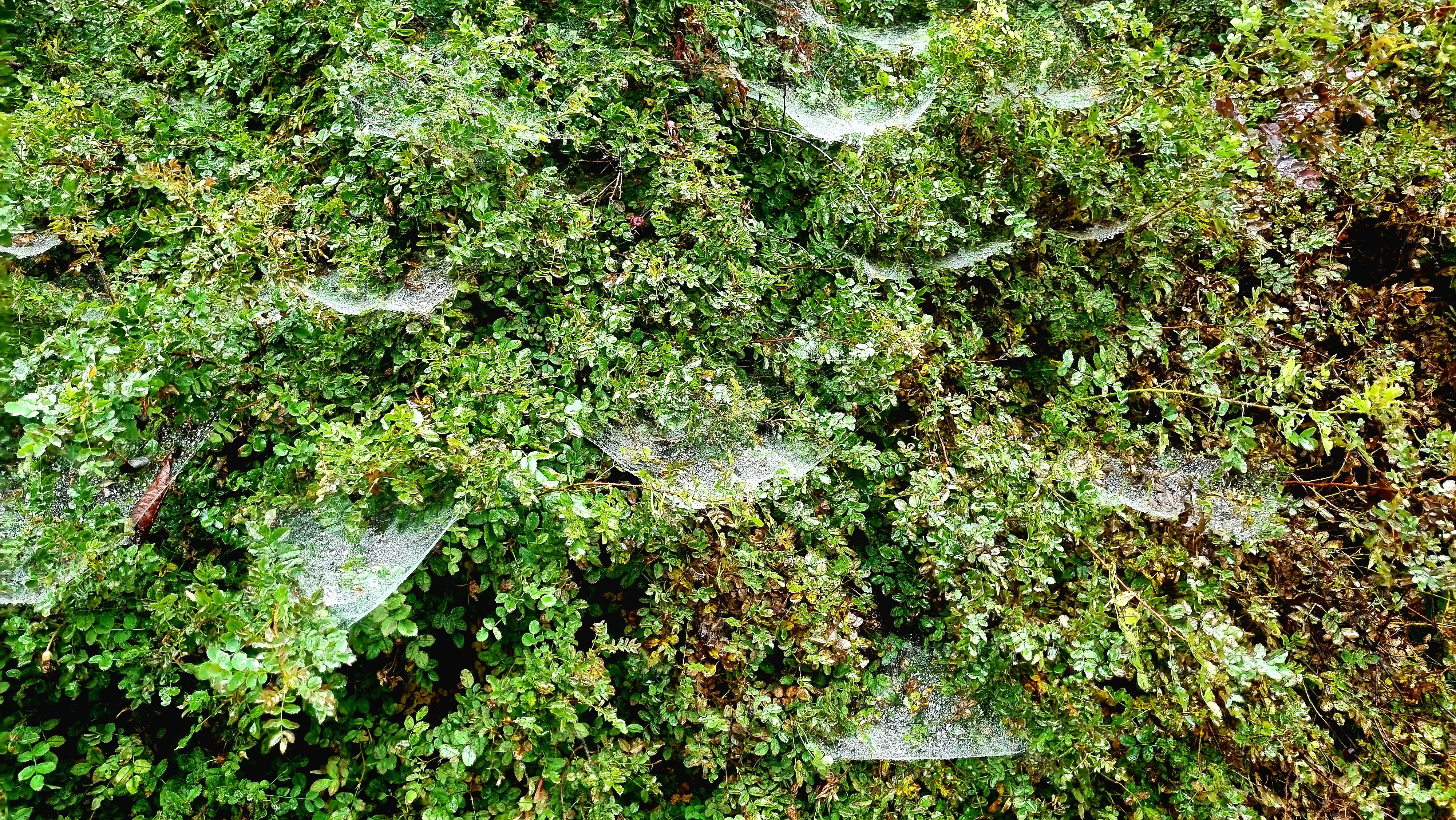 Серебристые сети