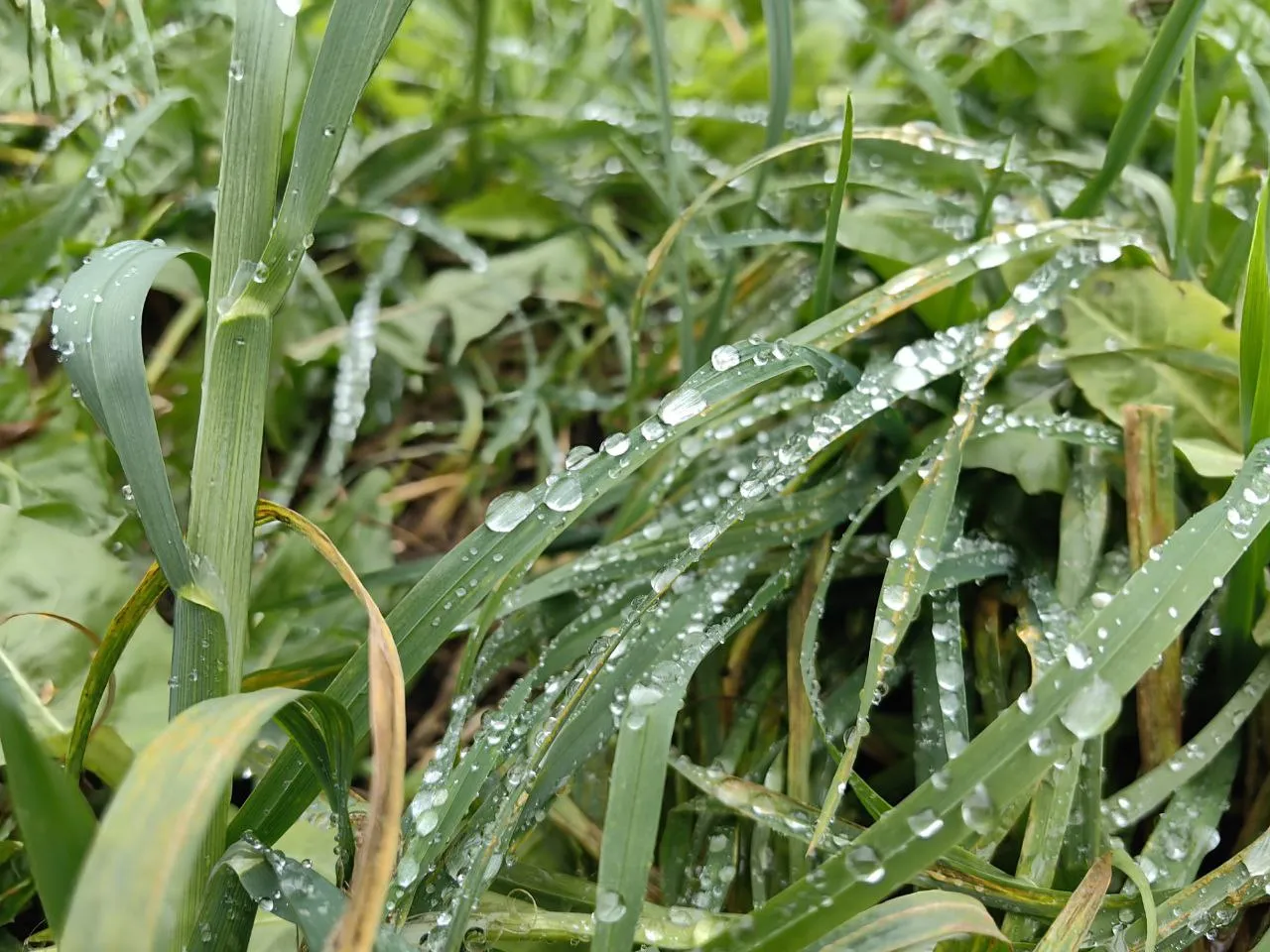 Дождливое утро