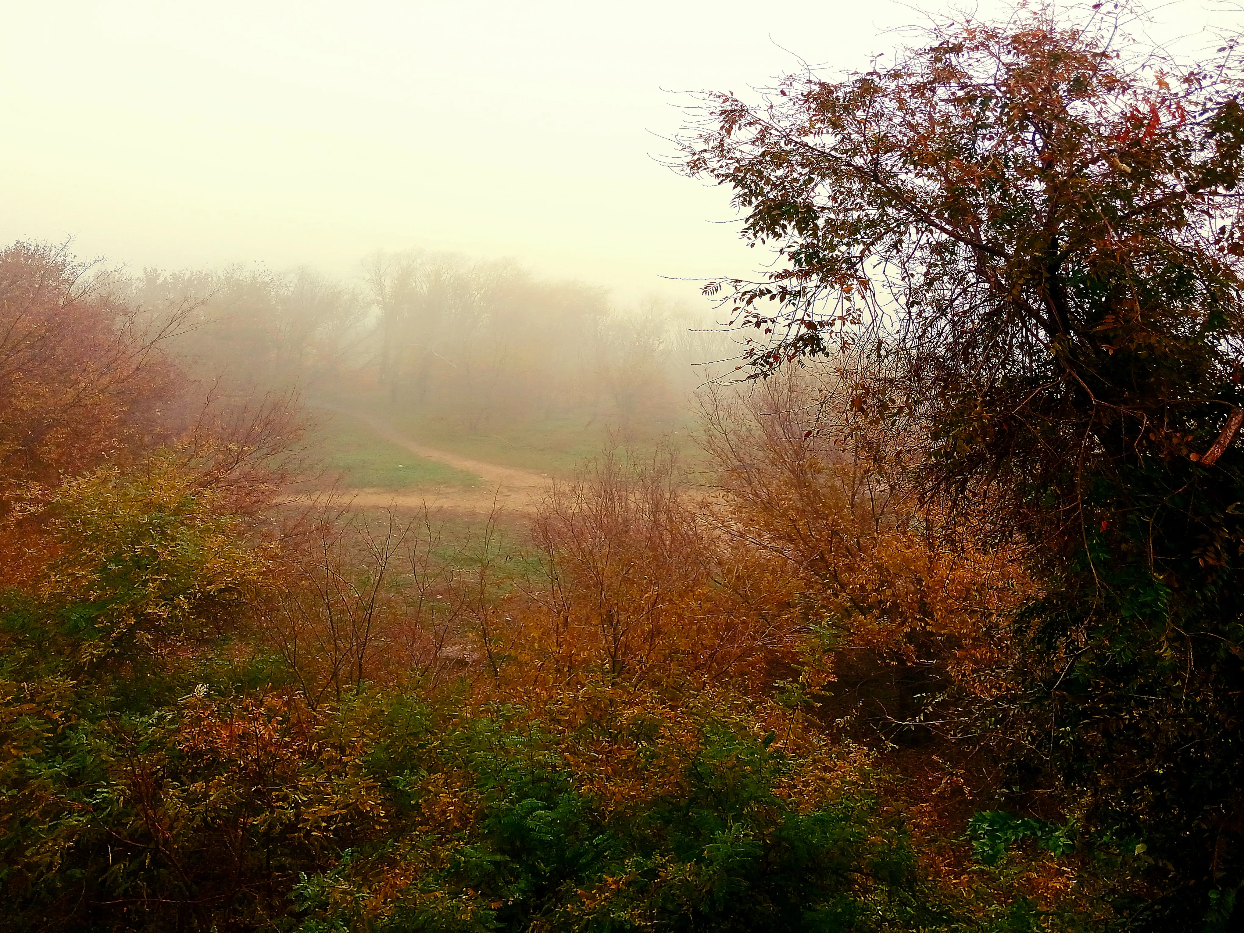 Туманно-золотая осень