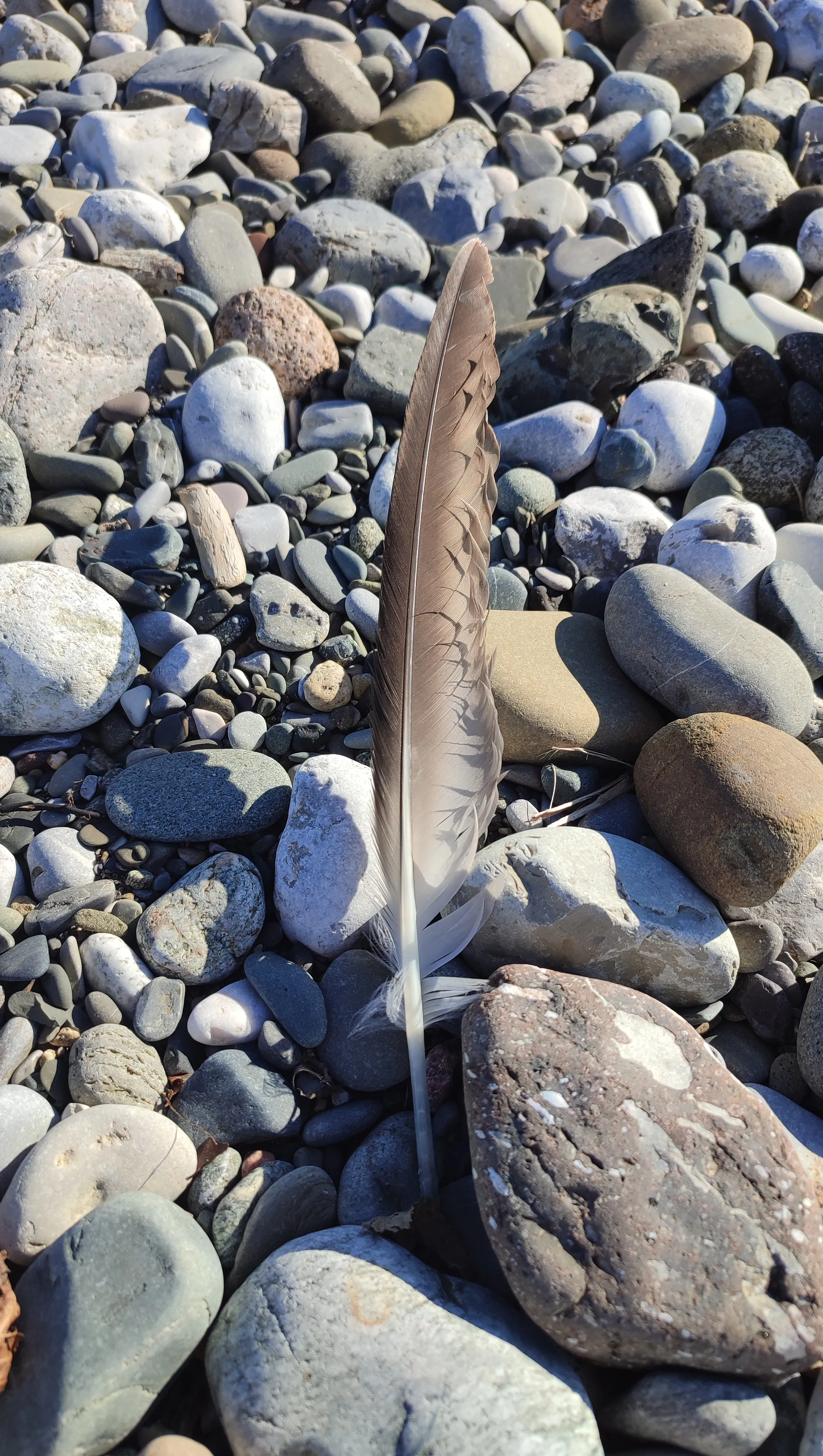 Перо счастья