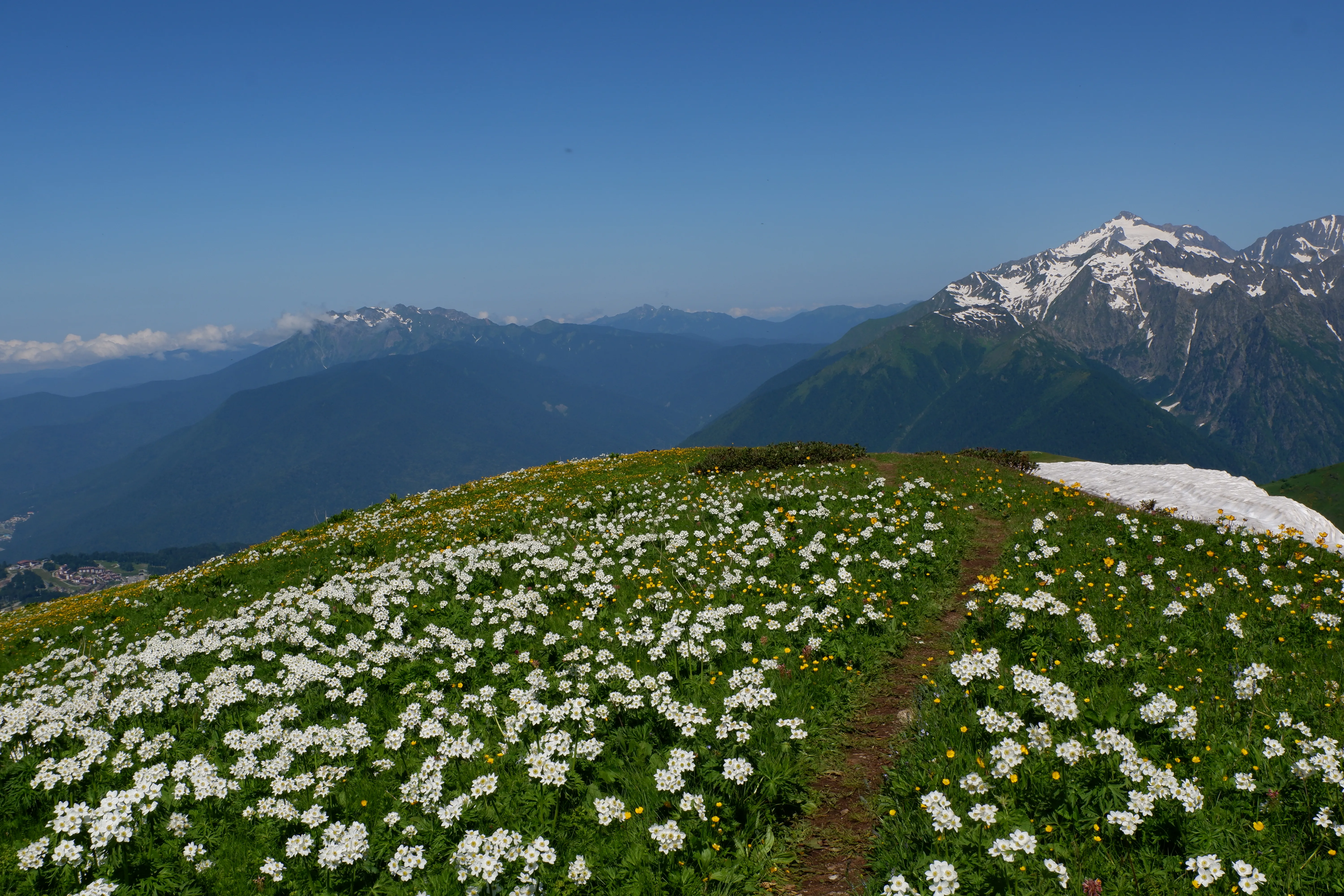 Цветущие облака