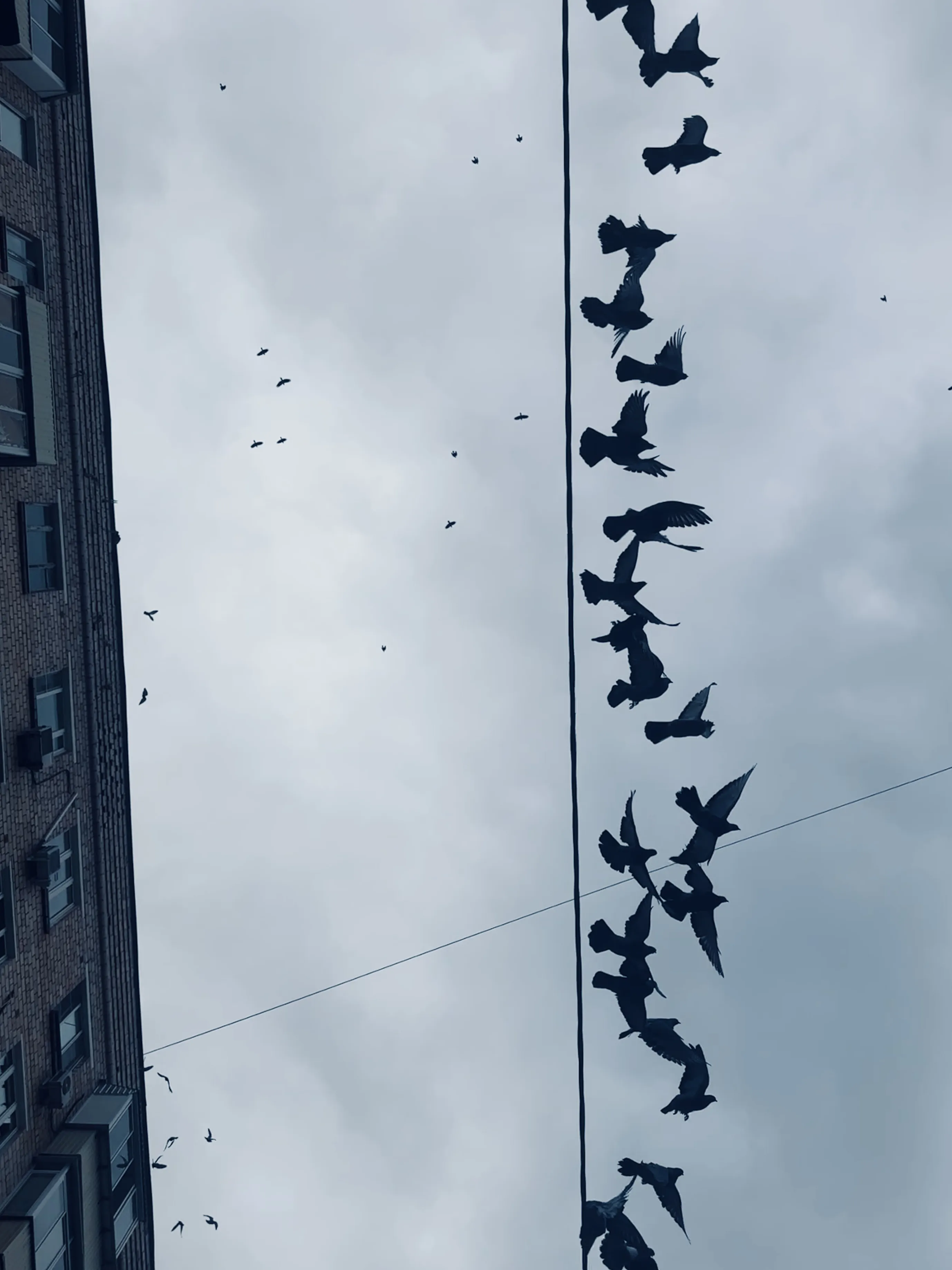 Колебания городской ординаты