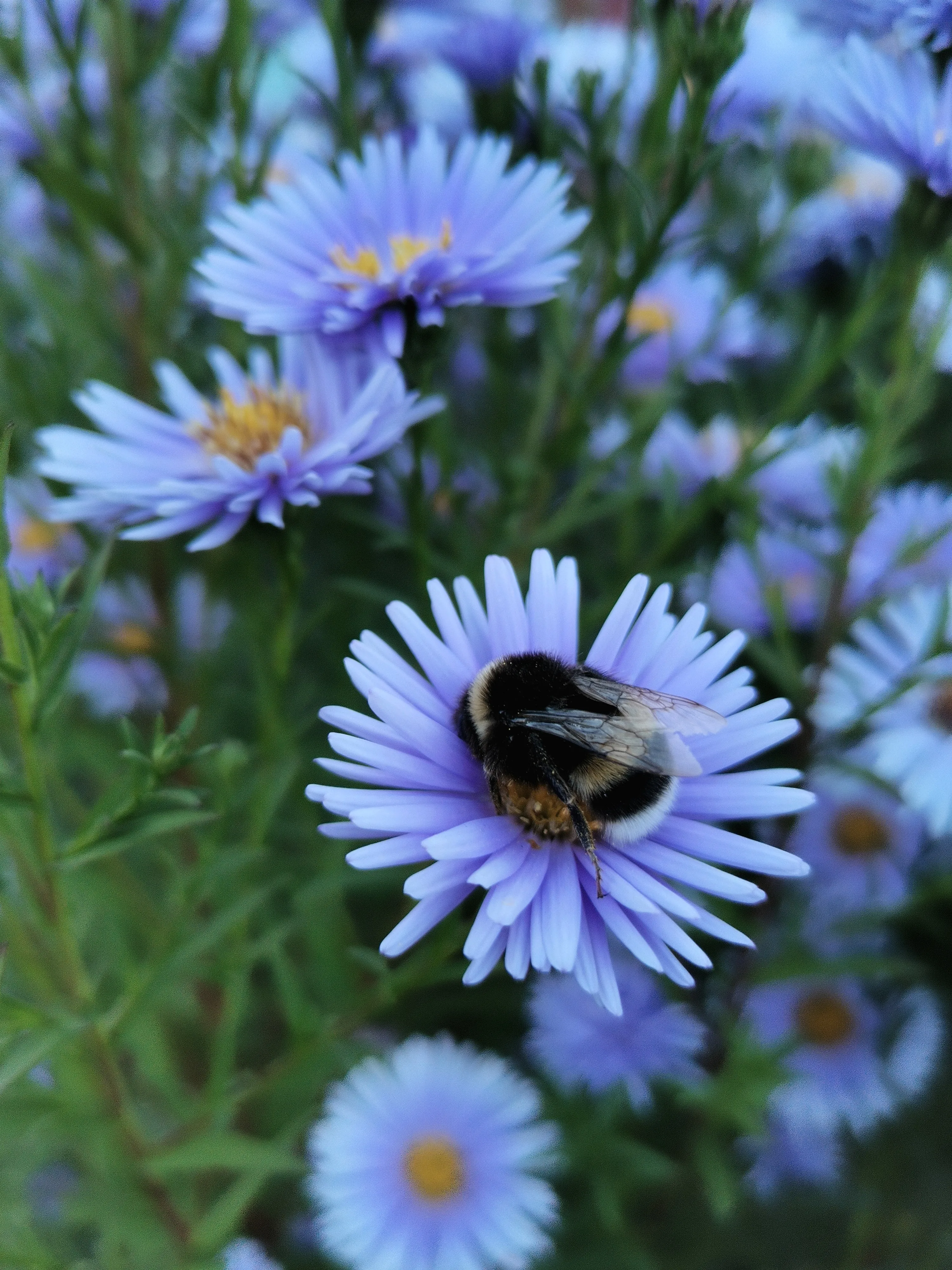 Медовый сон