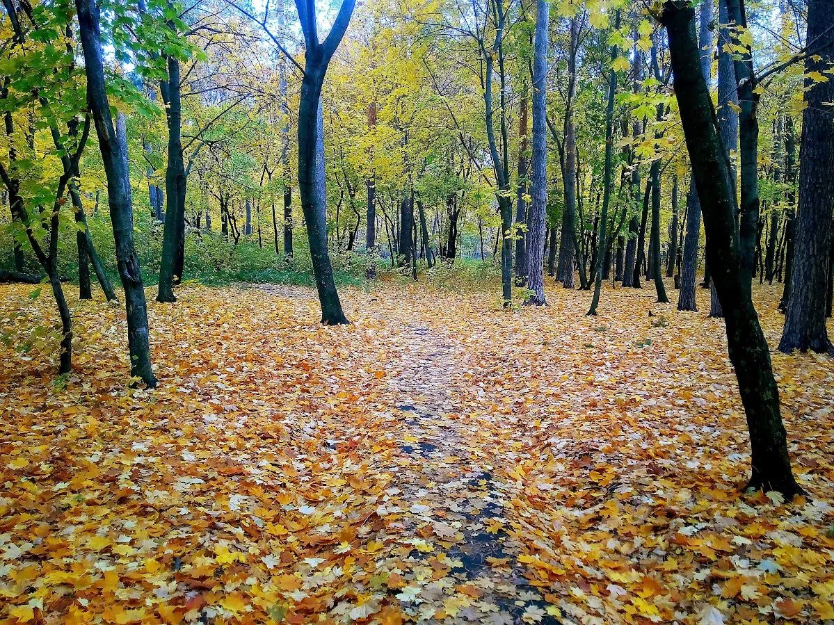 Золотой лесной ковер