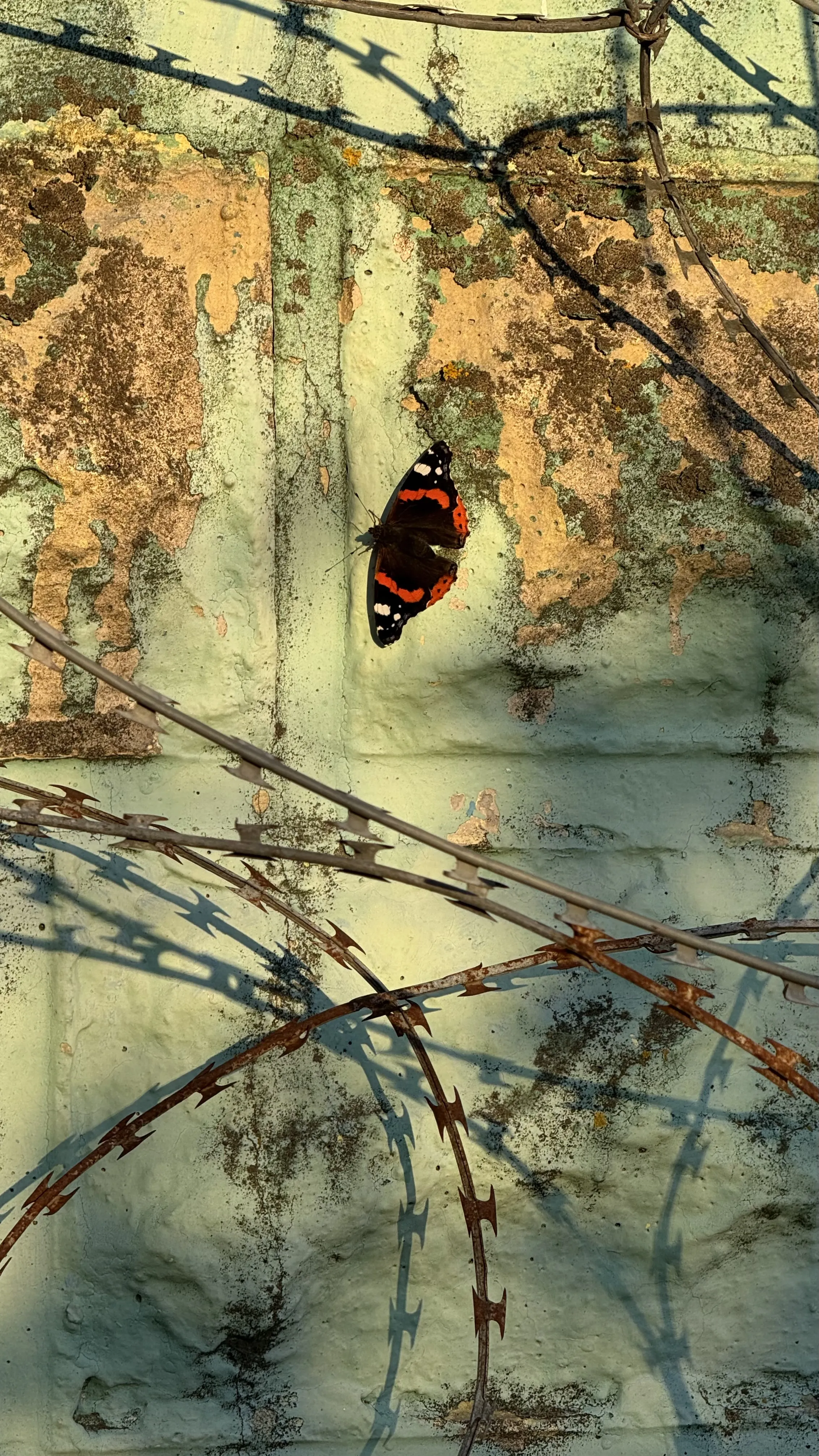 Нежный гость старого забора