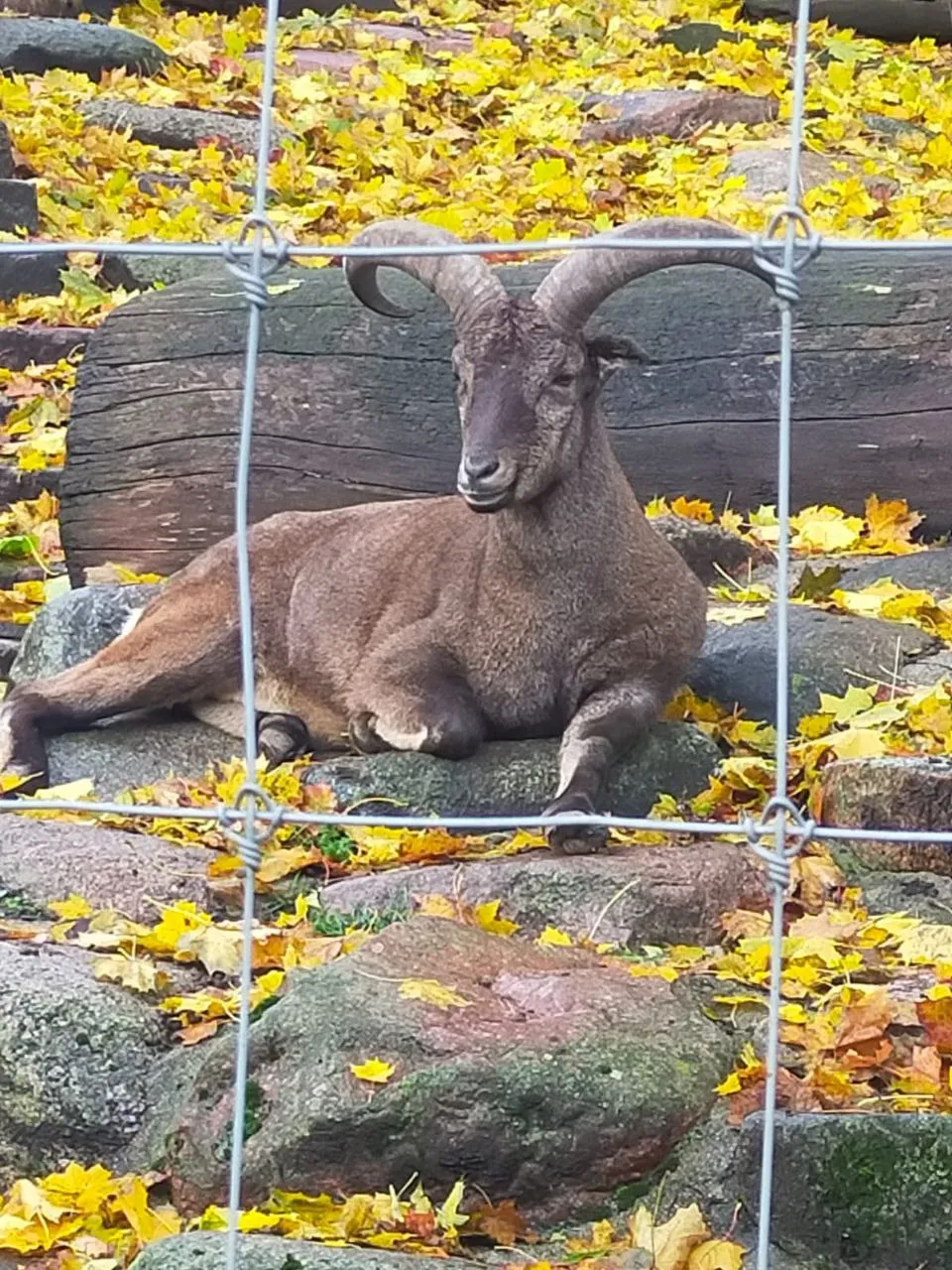 Гордый взгляд из вольера