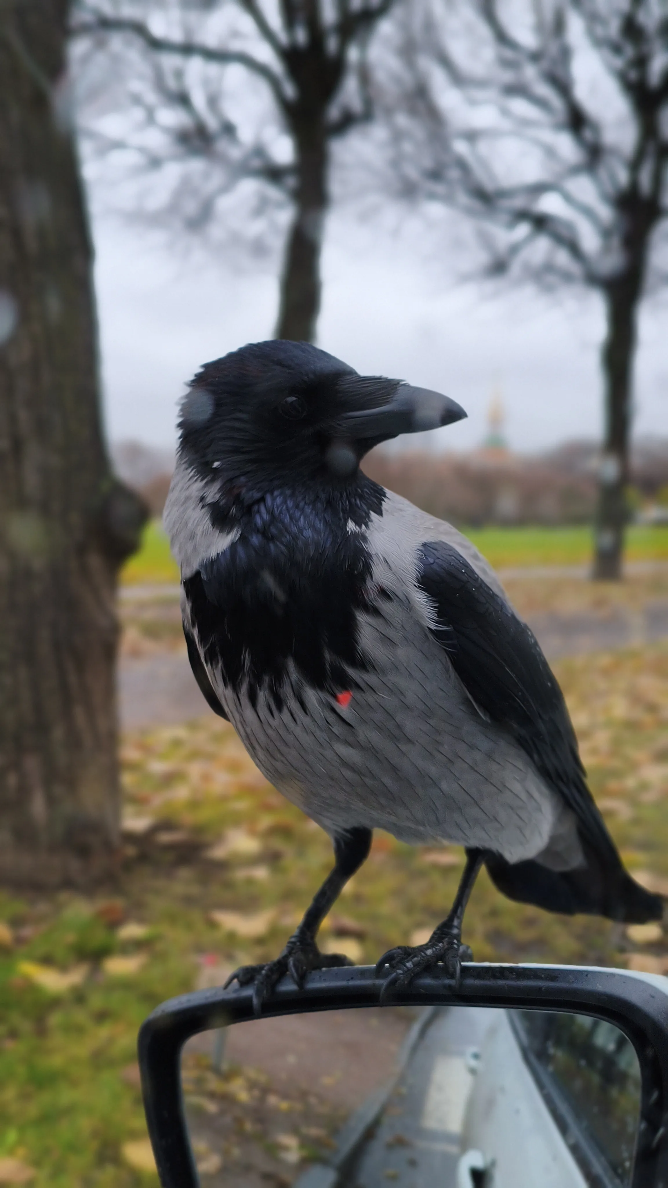 Дайте сыру!