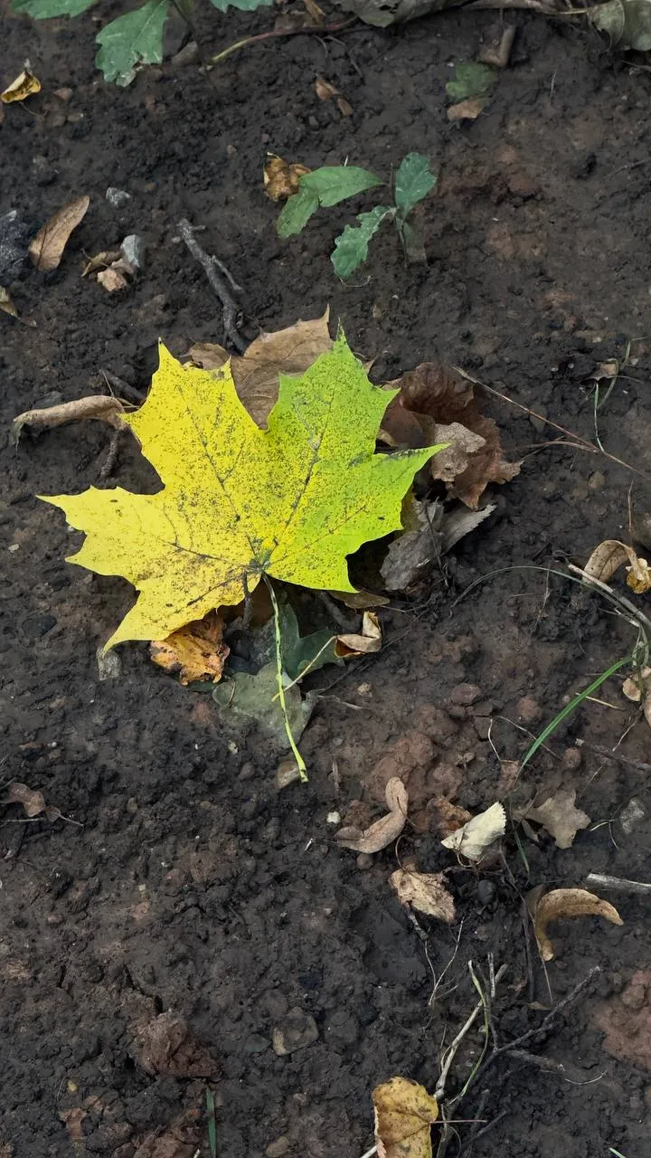 Свет серых будней