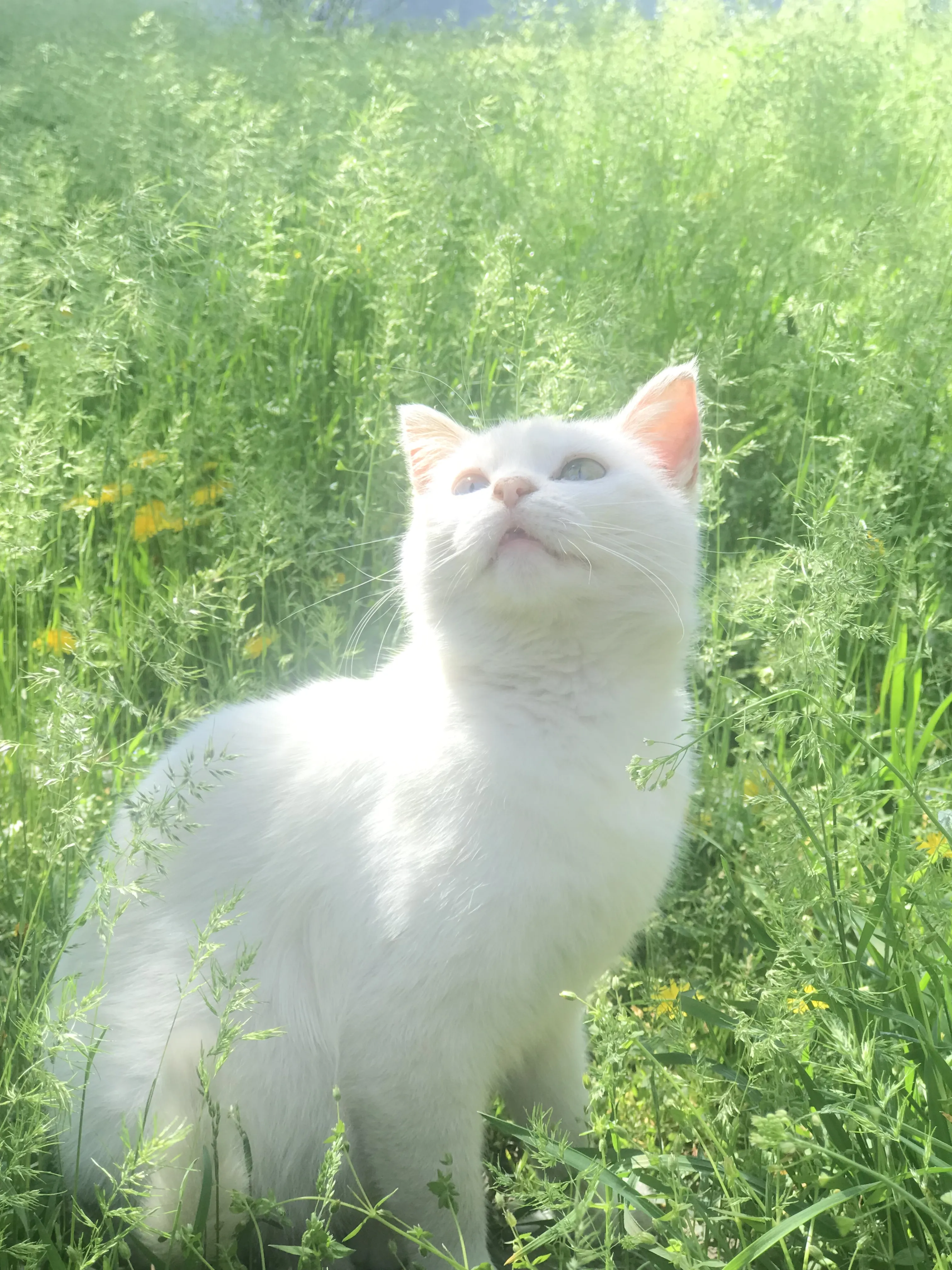 В лучах солнца