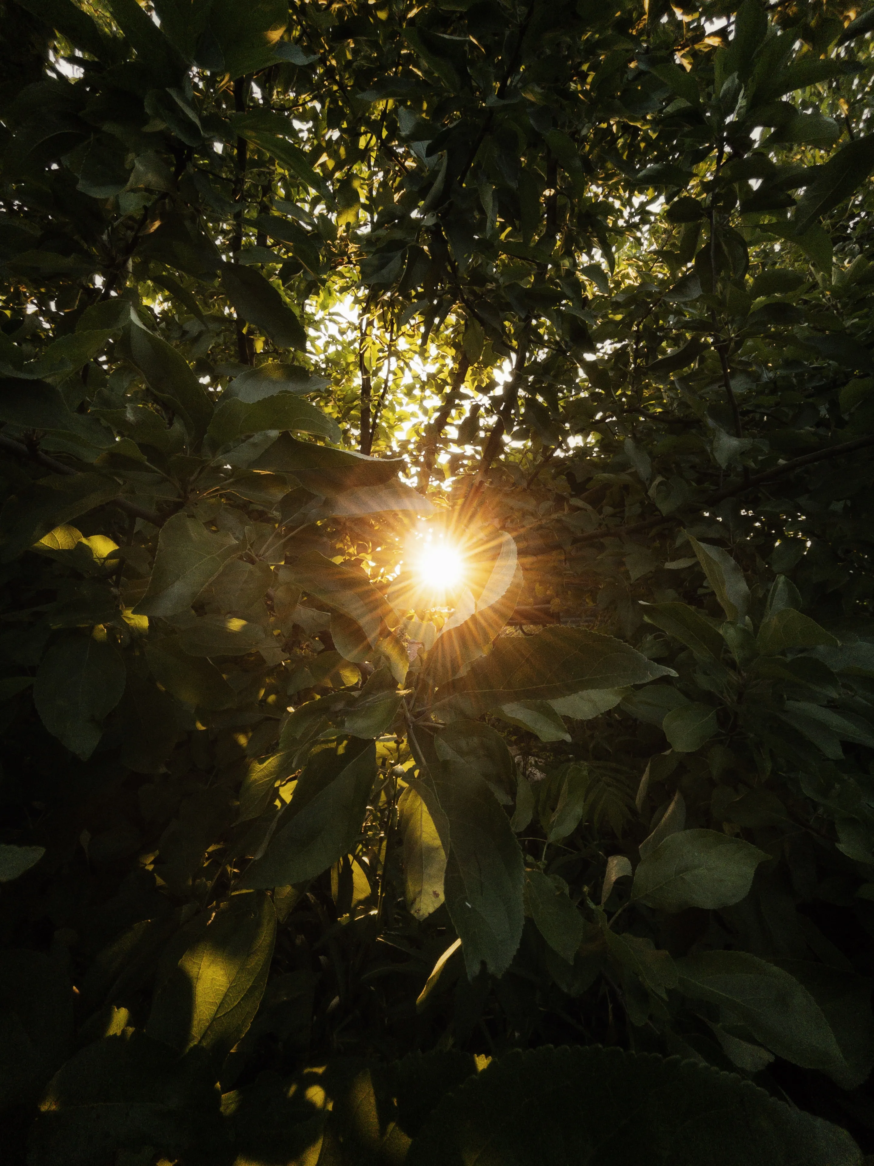 Последние лучи Солнца