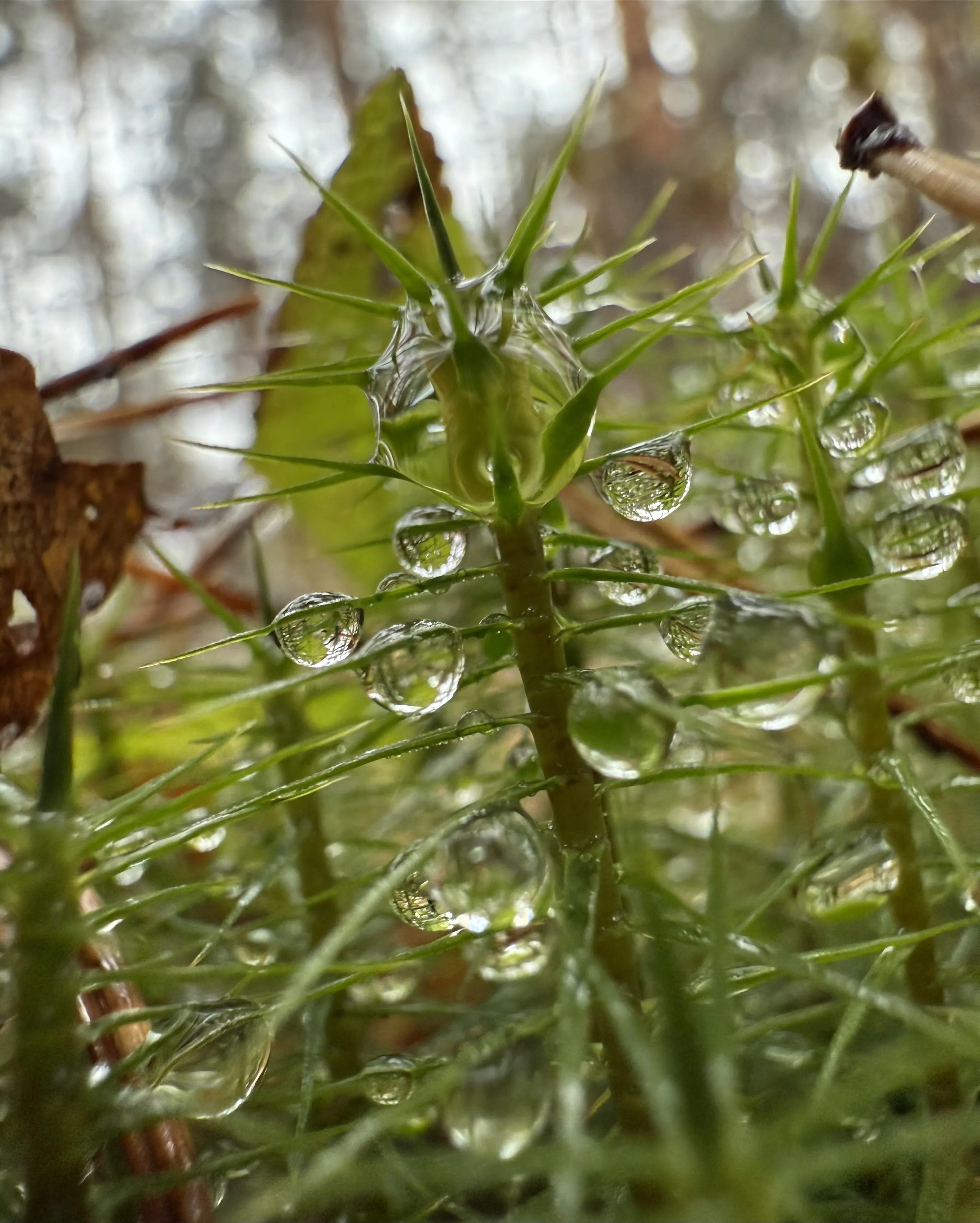 Капли дождя