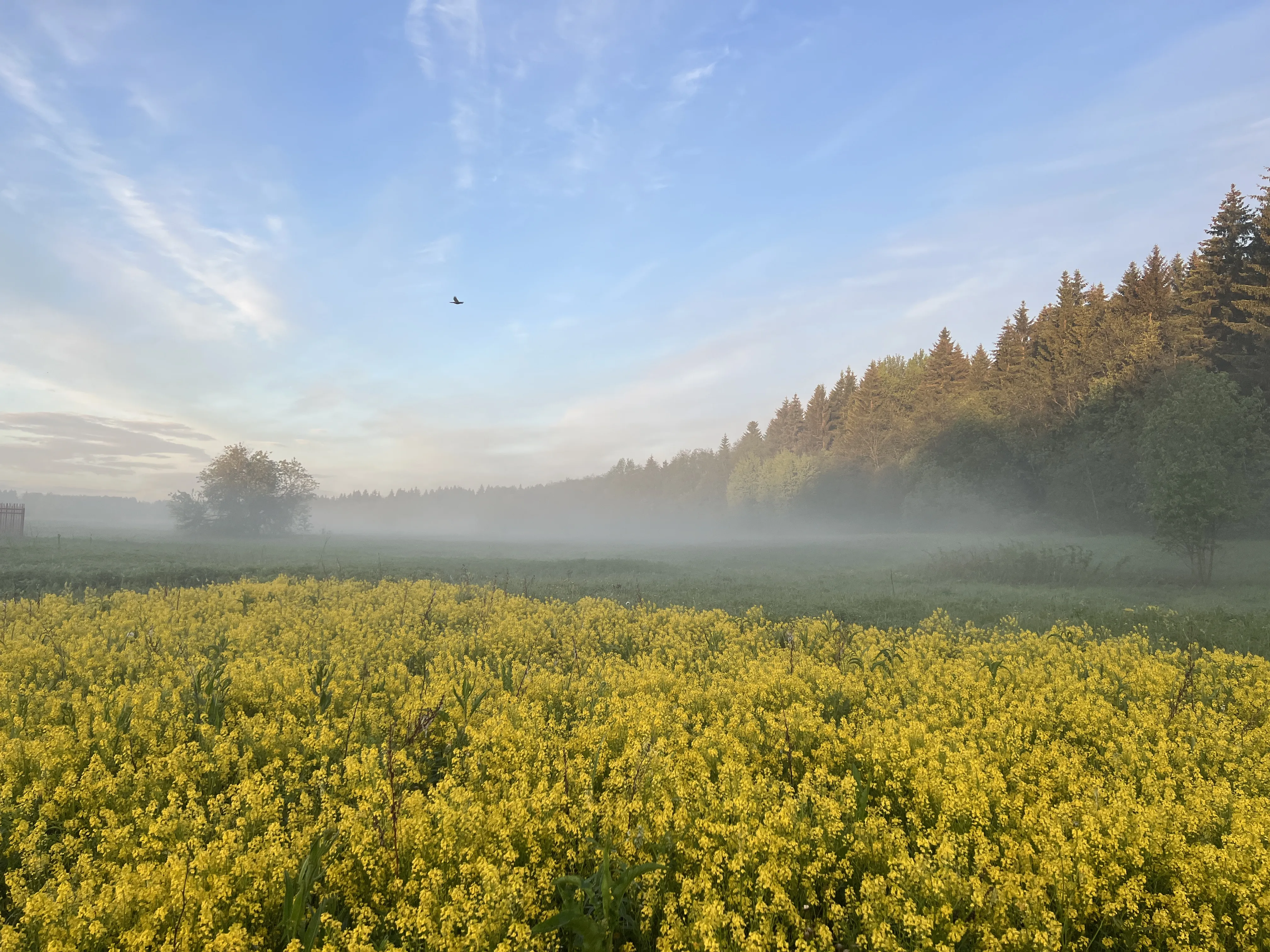 Умиротворение