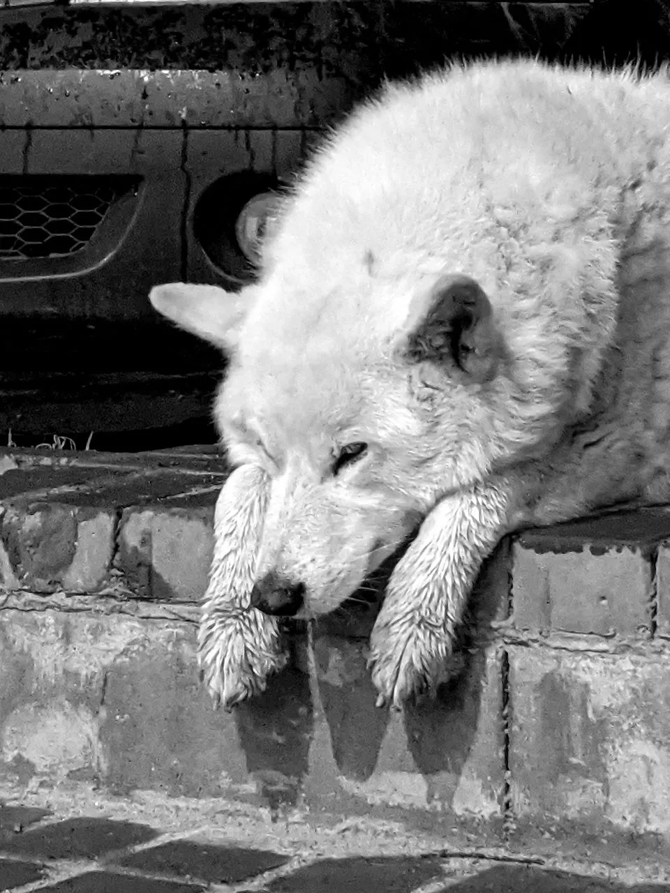 Преданность