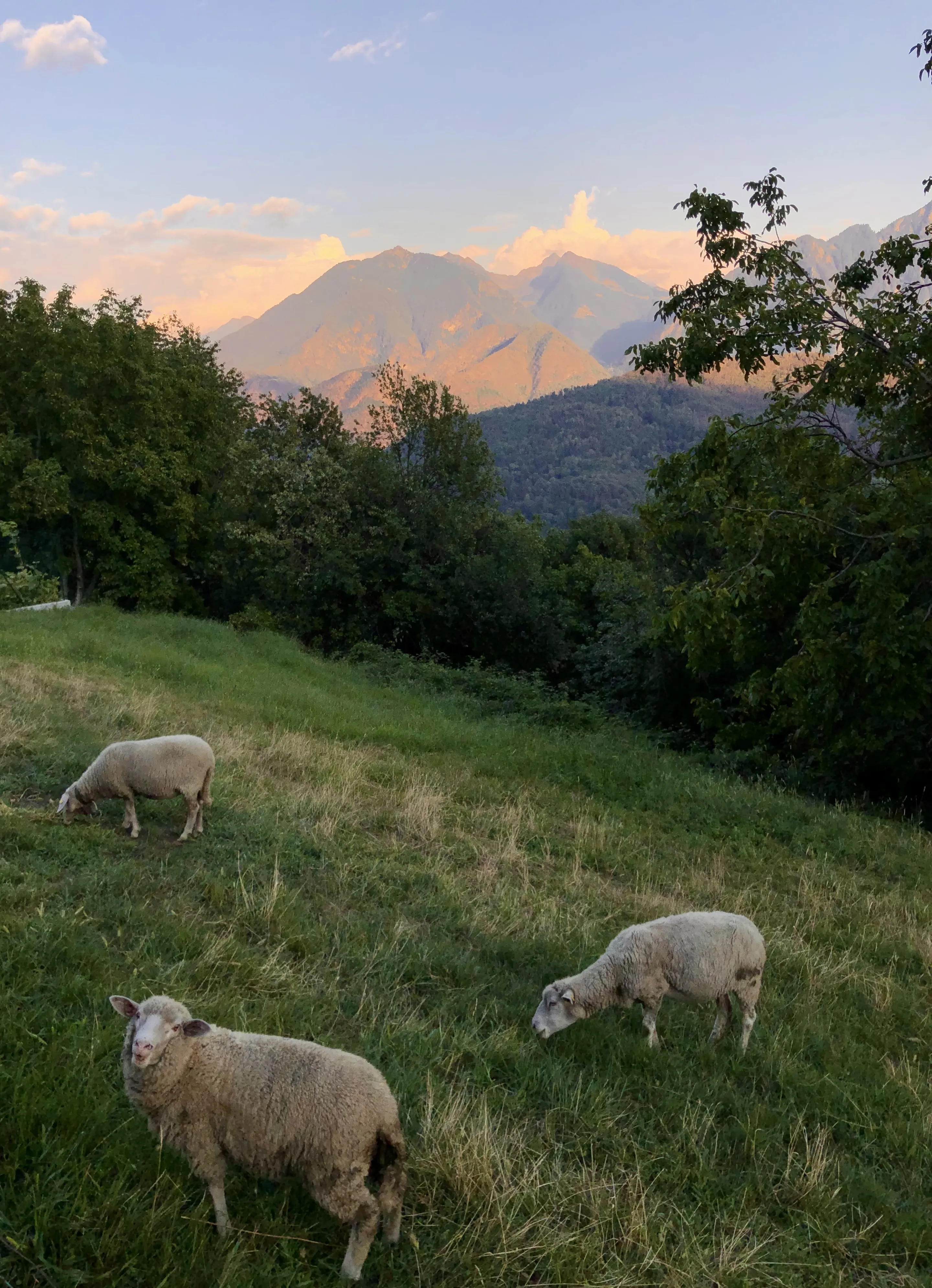 Розовый закат