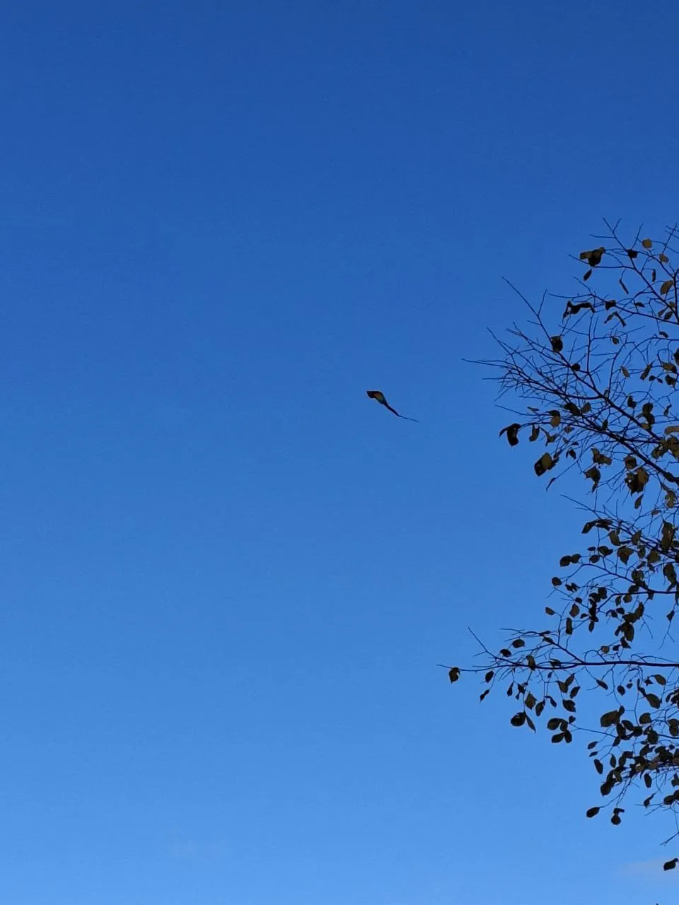 свобода. в полете