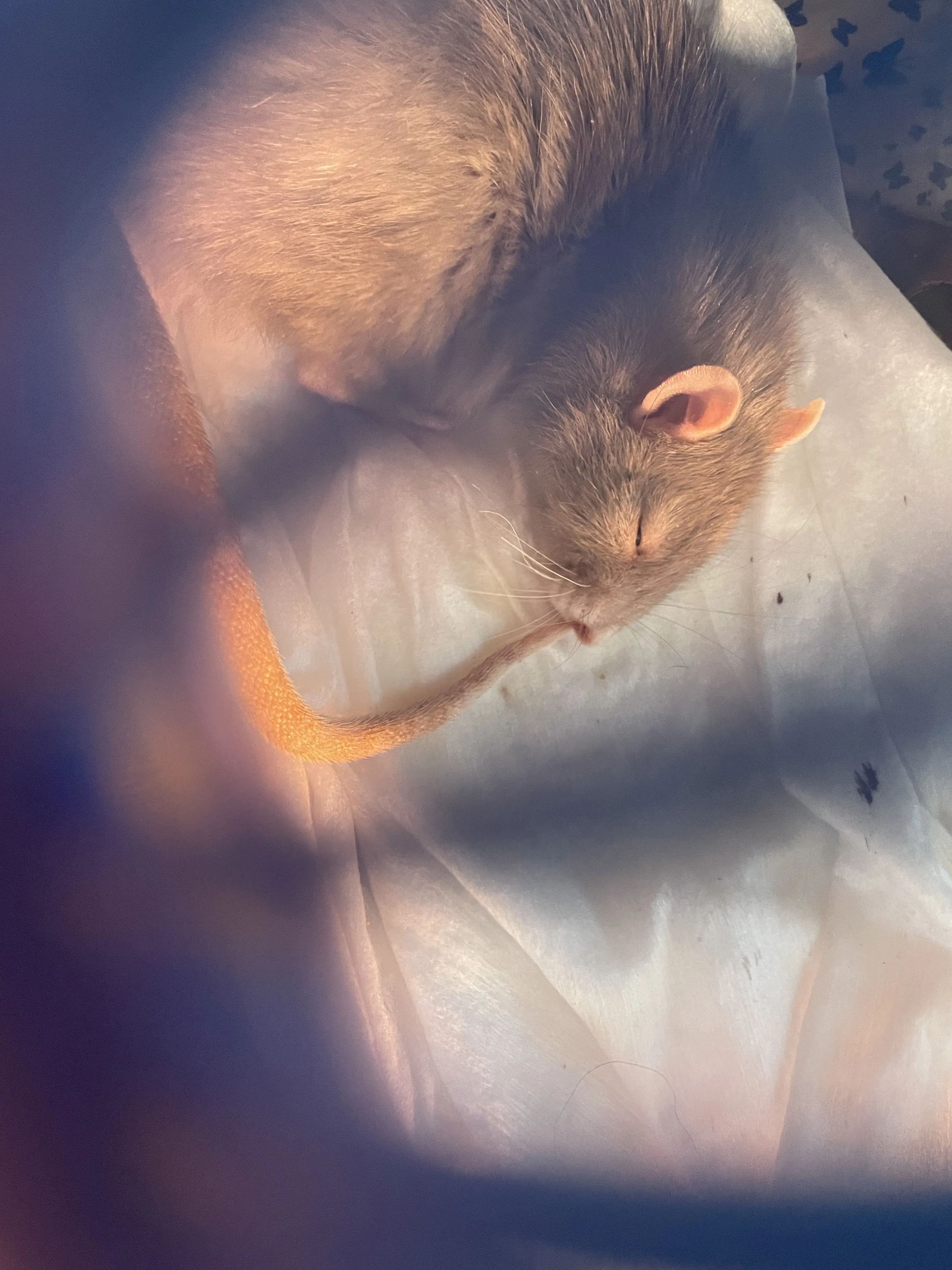 Крысиный сон