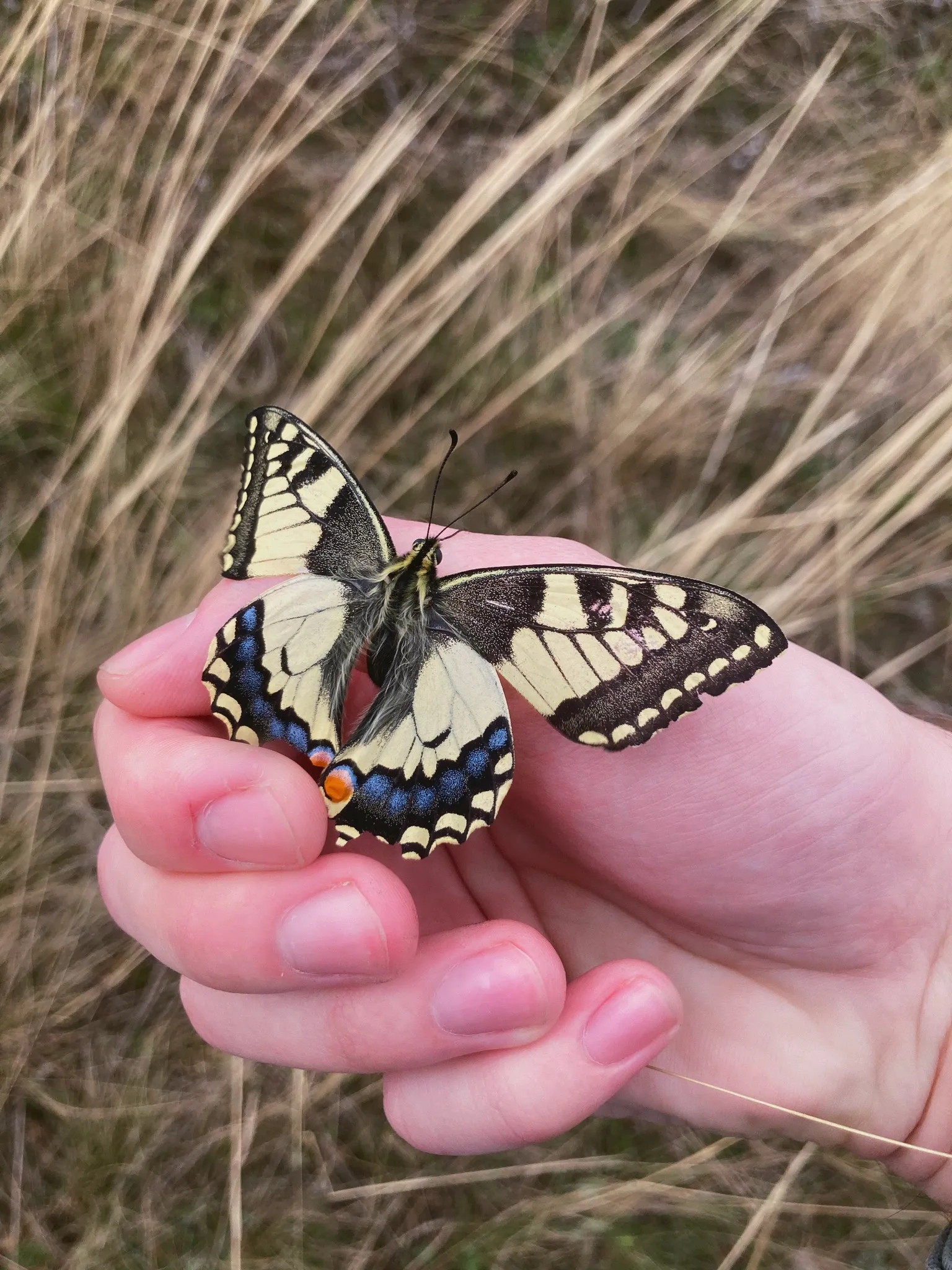 Шепот ковыля