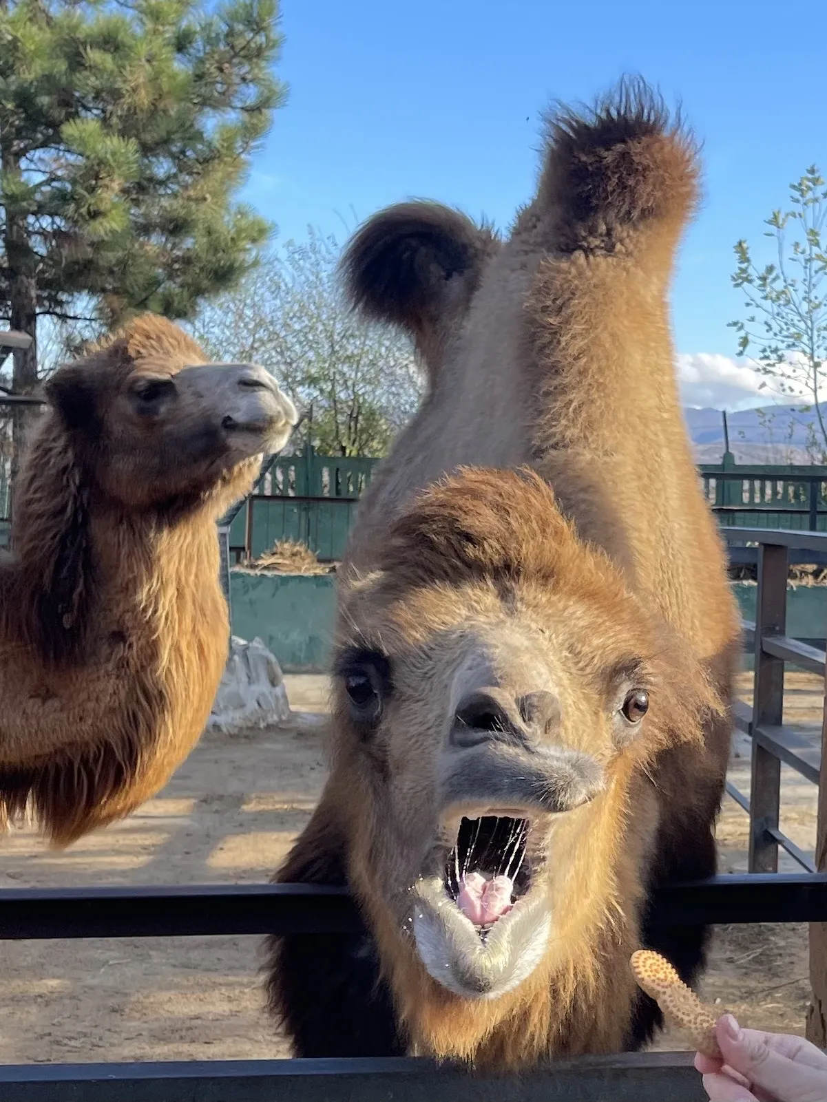 Восхищение