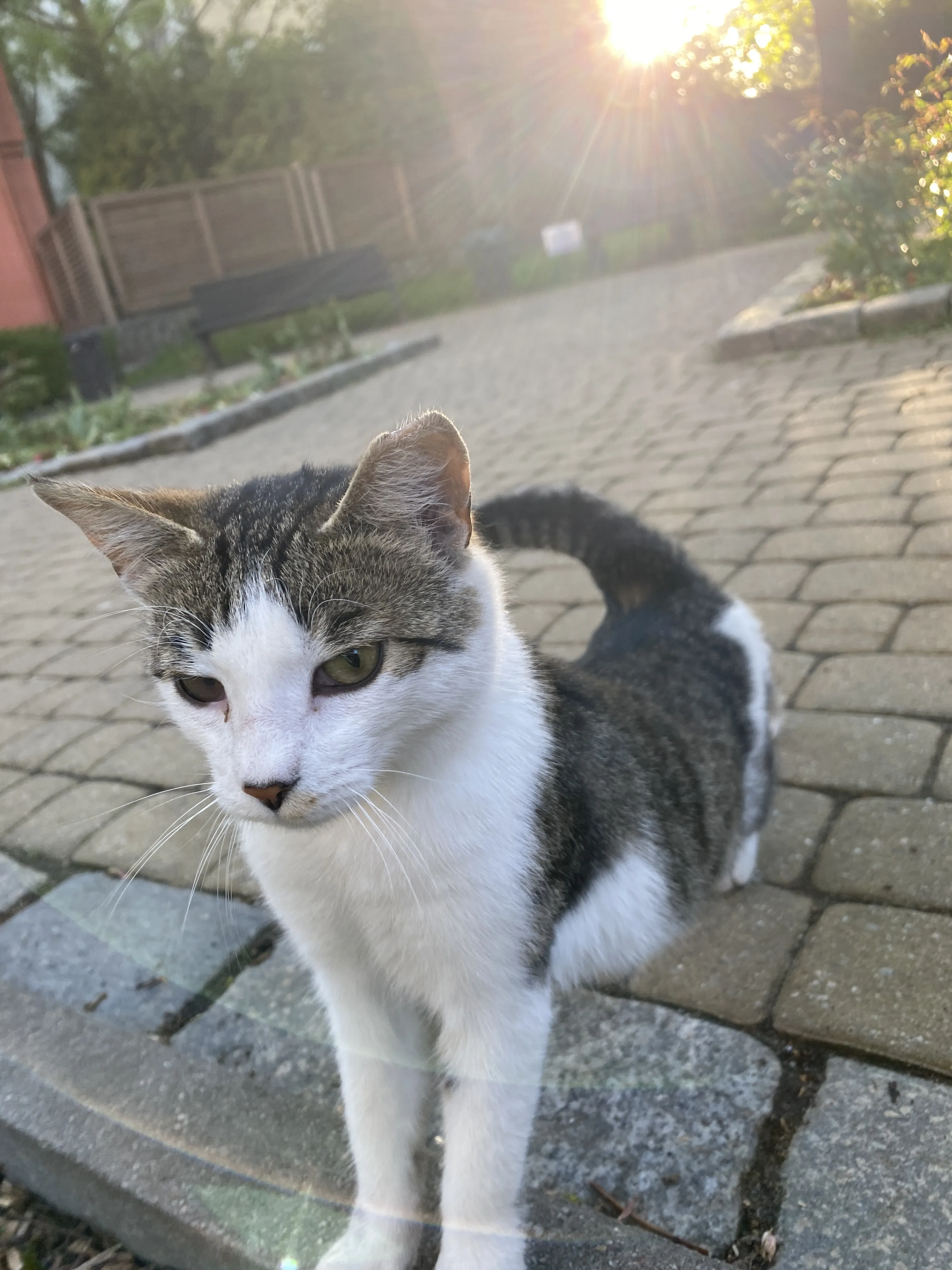 Пушистая грация