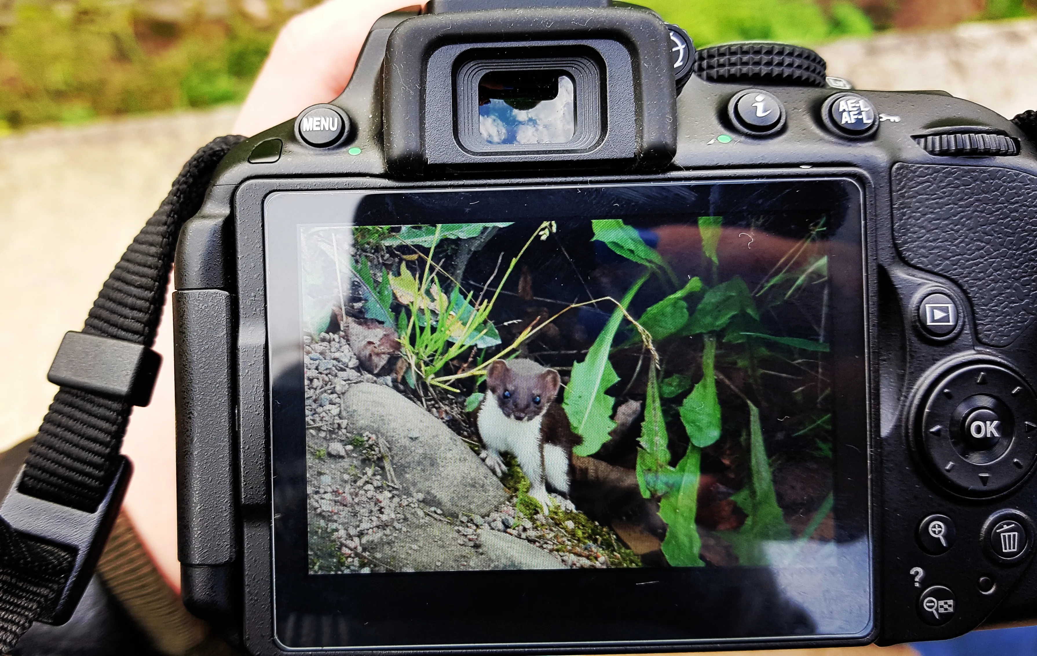 Неожиданная встреча