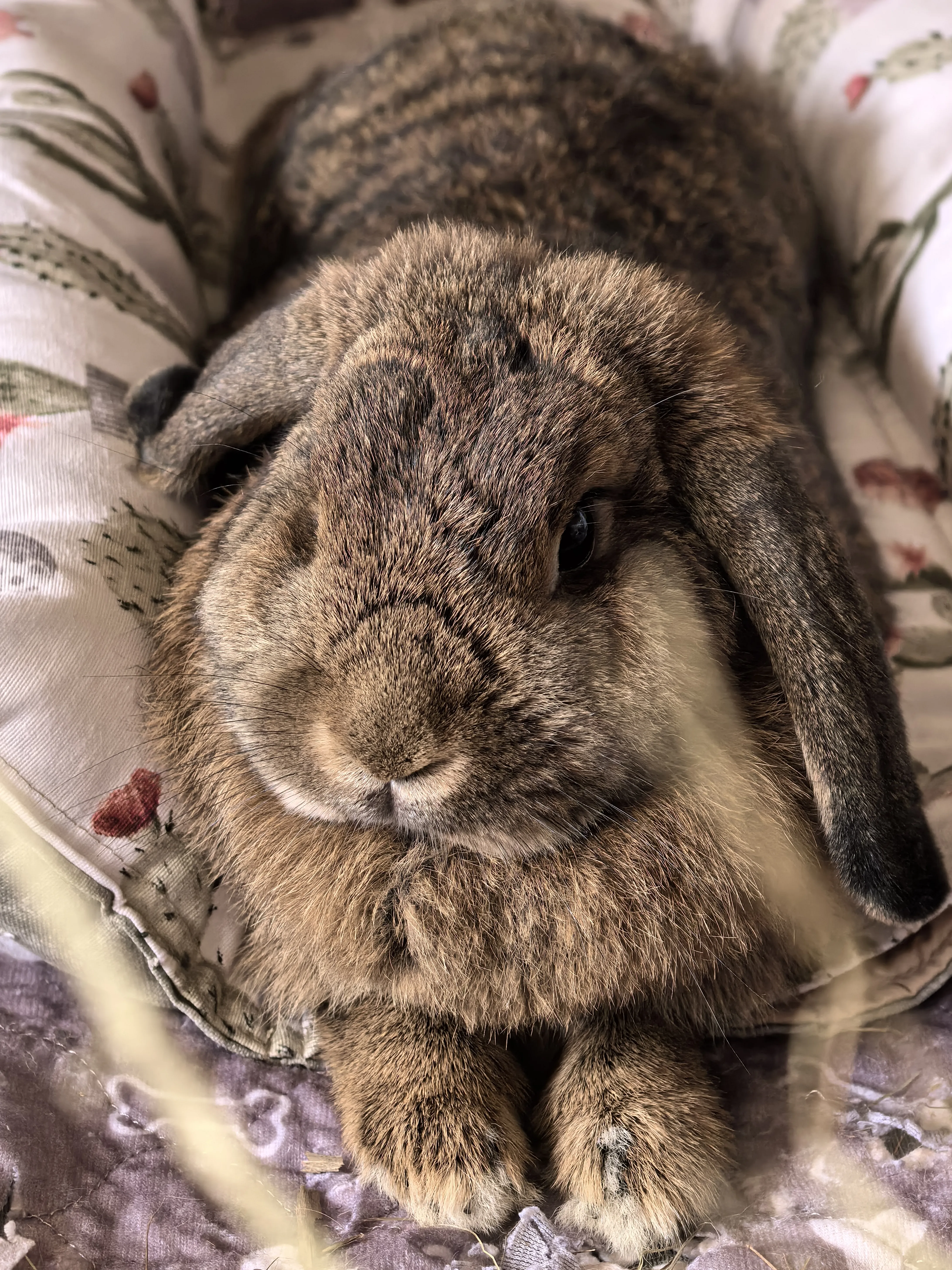 Плюшевый кролик