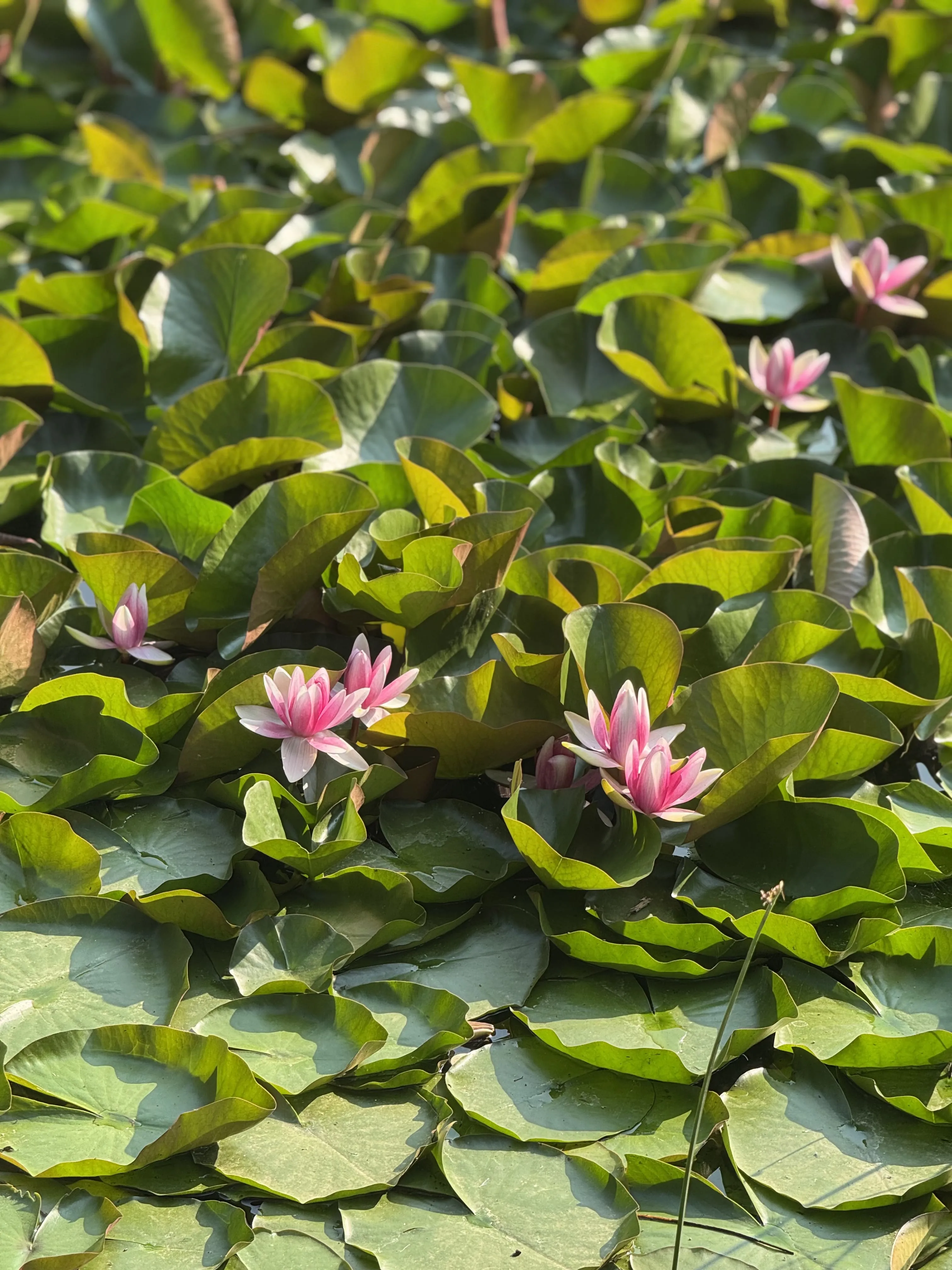 Озеро кувшинок