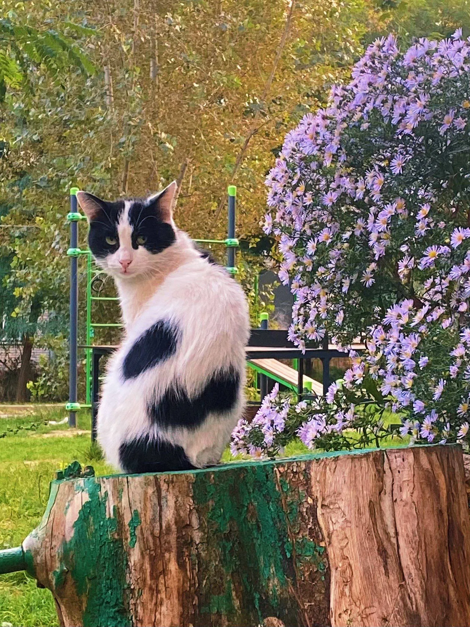 Хозяин двора