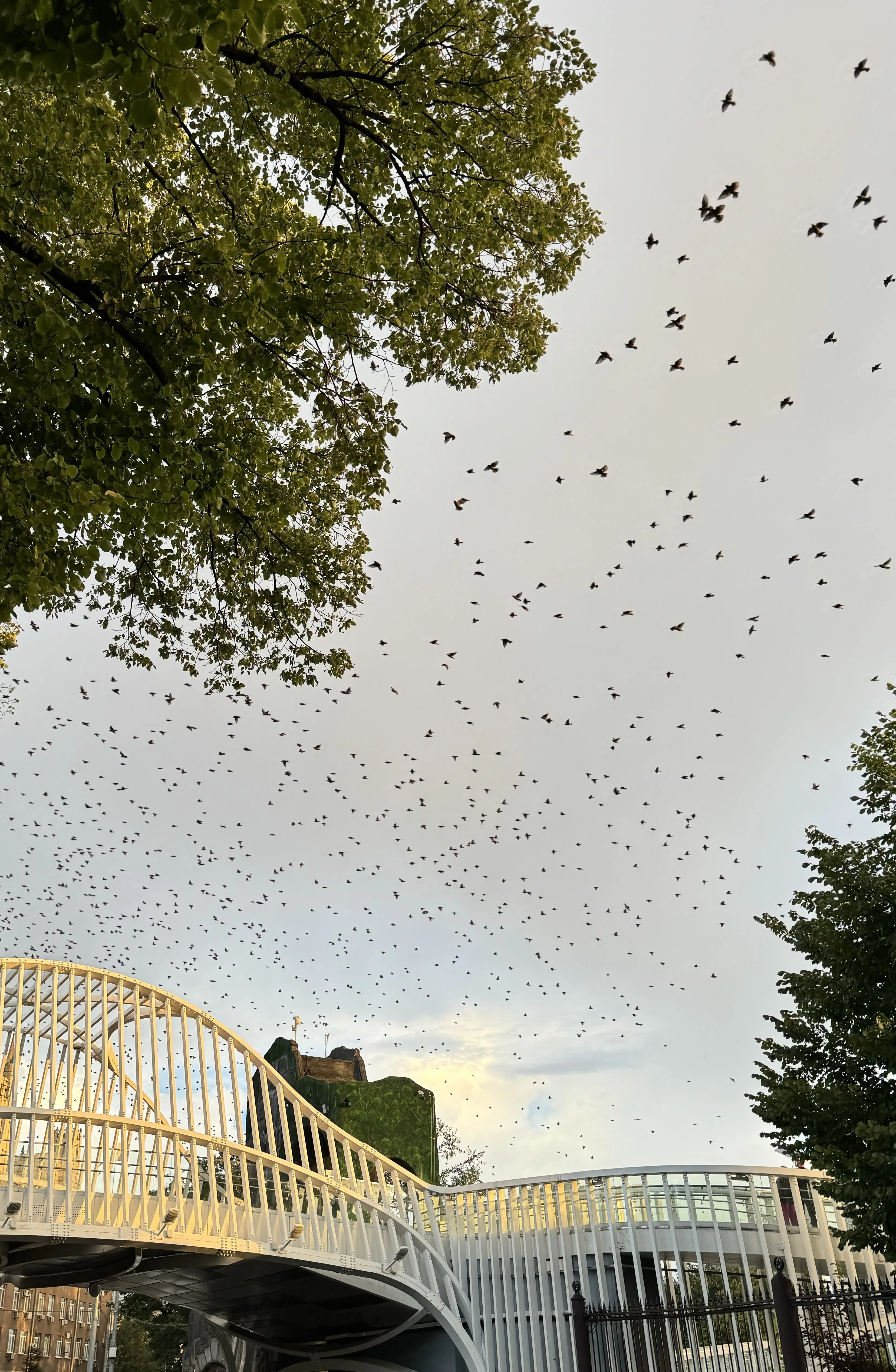 Трепет полета