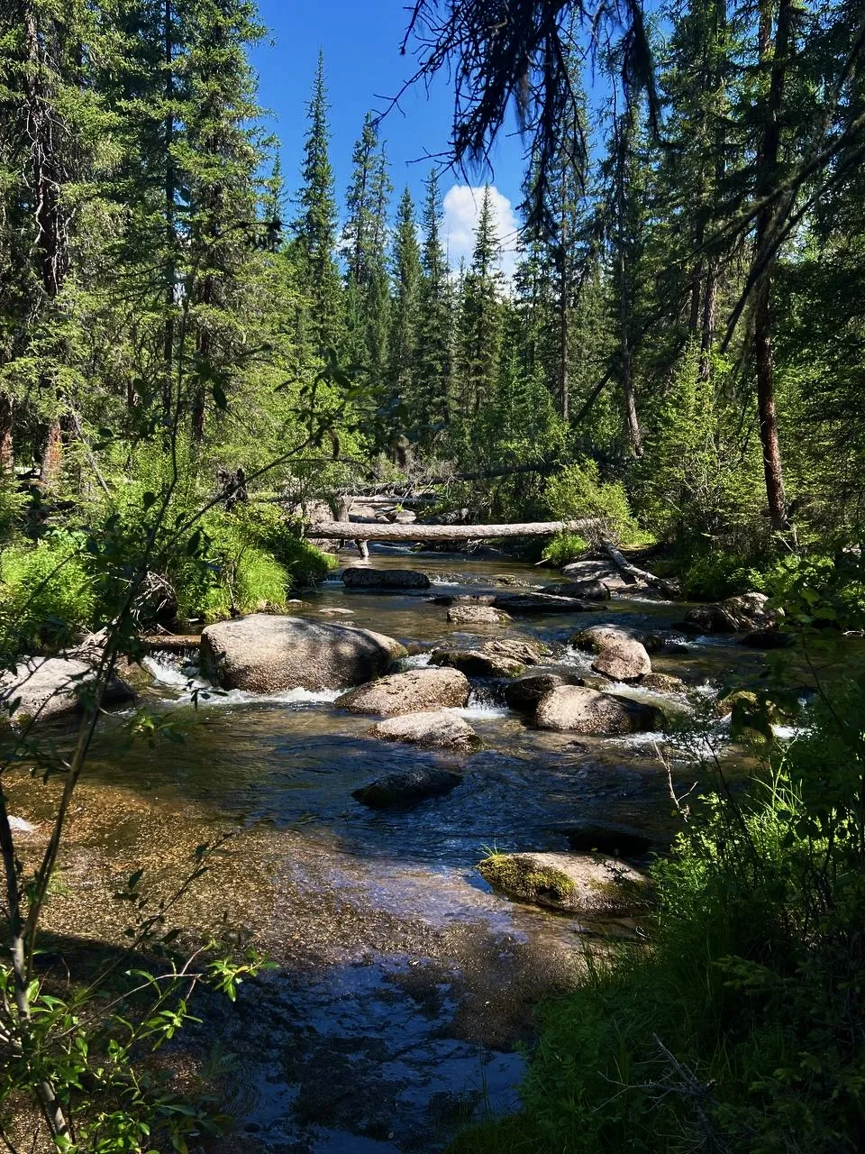 Шёпот таёжного ручья