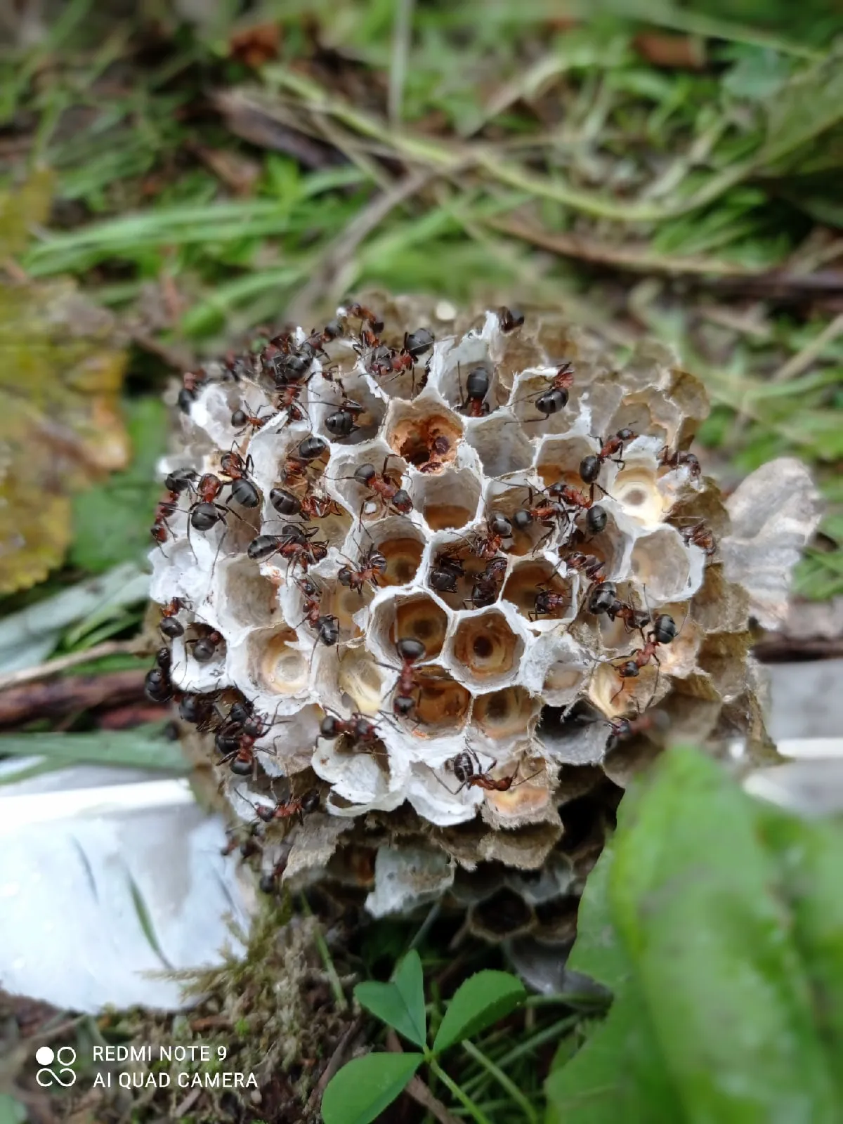 Исследователи