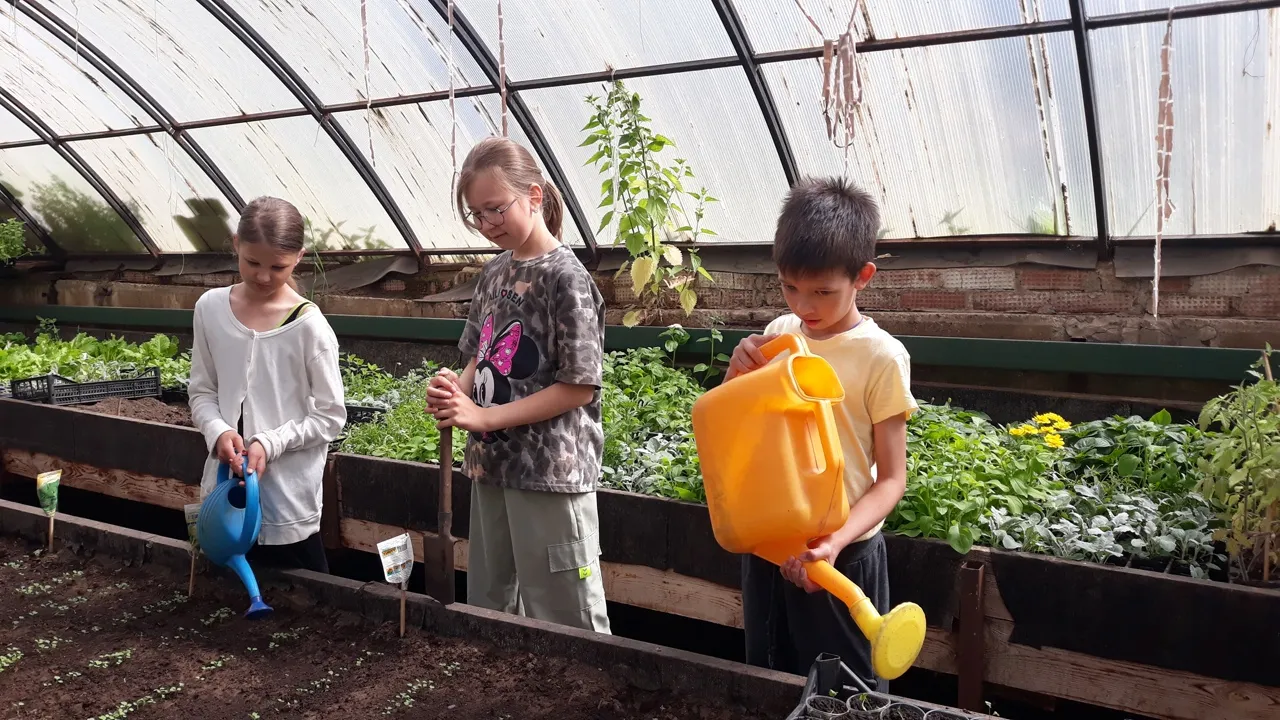 Цветы для клумбы (Юннаты в деле)