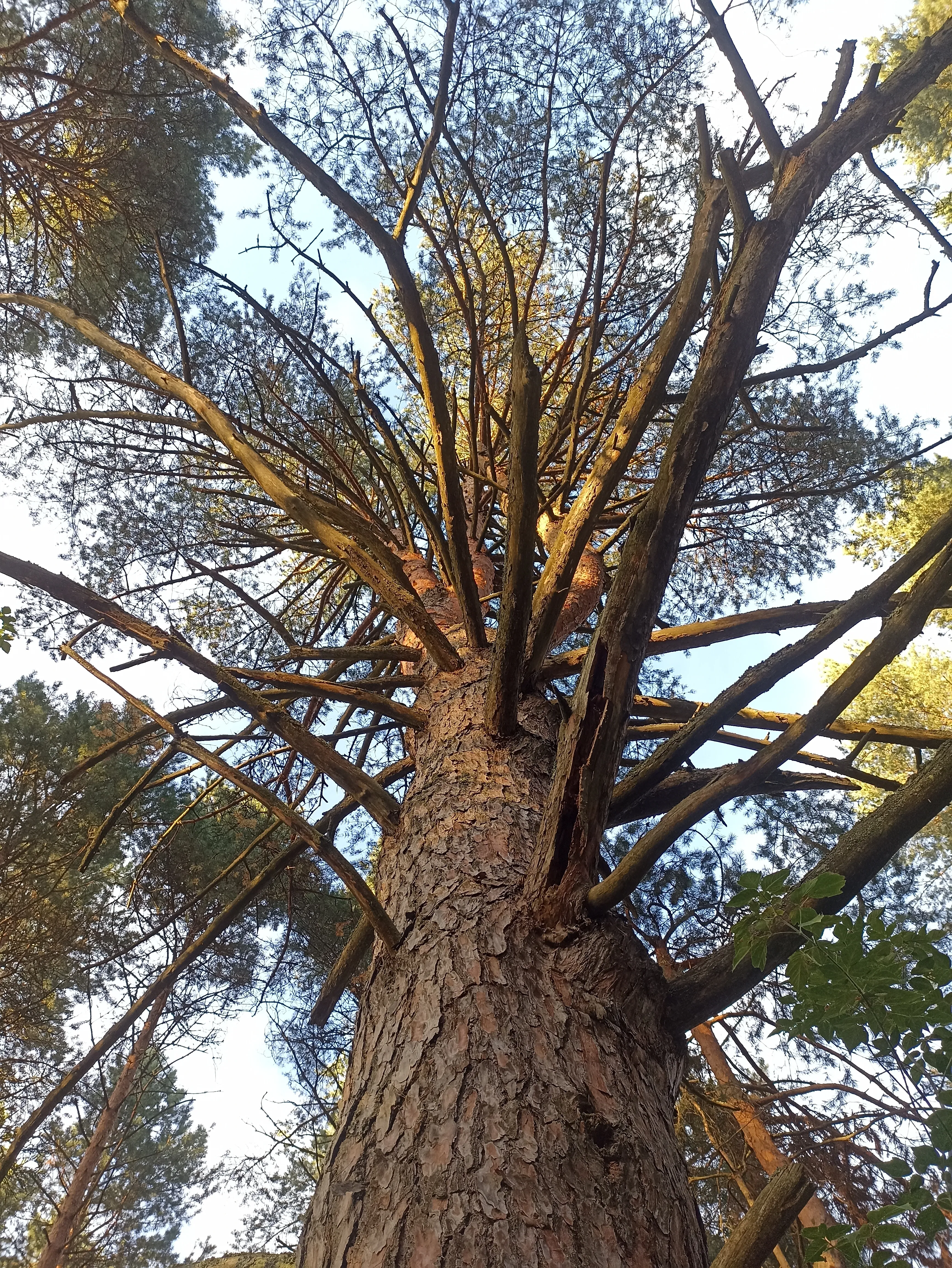 Страж вечности