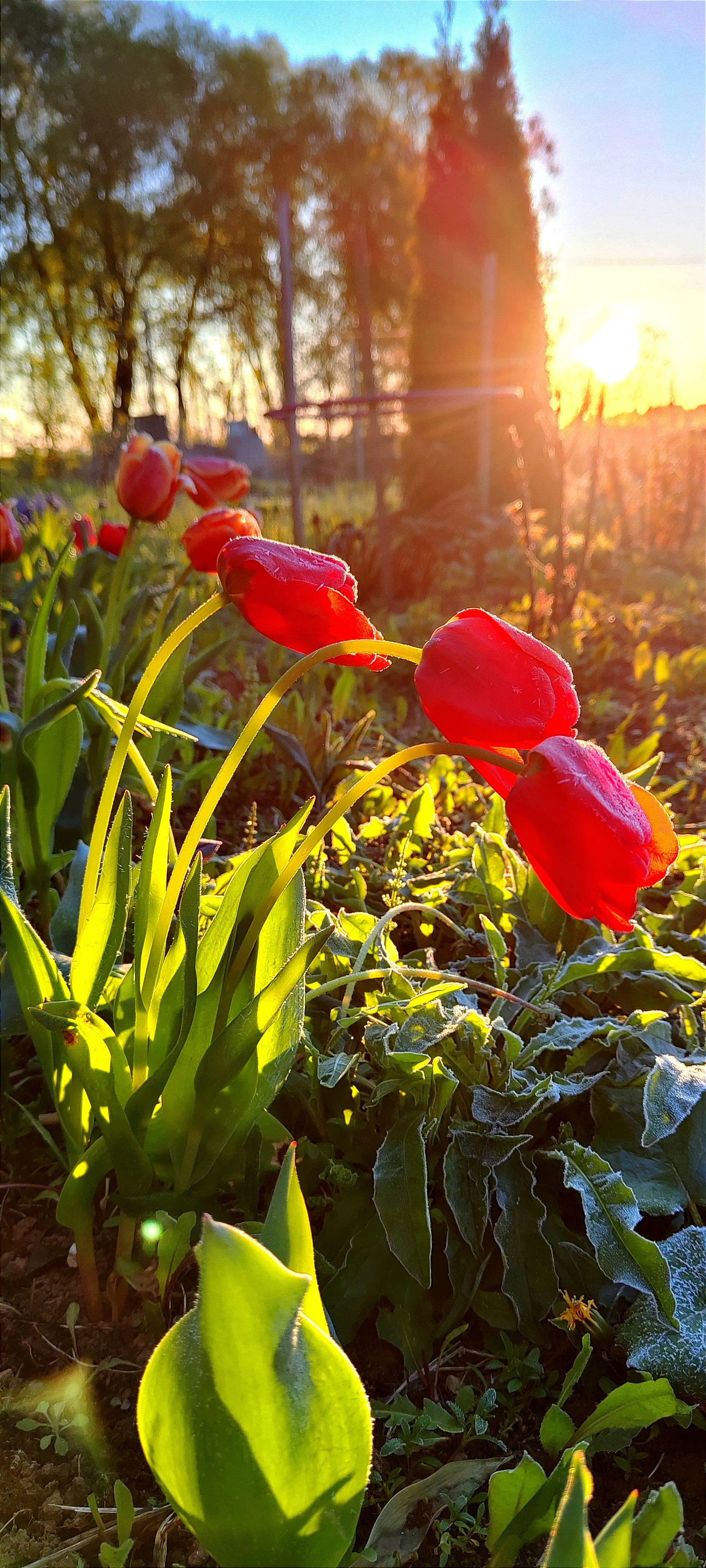 Мороз и солнце
