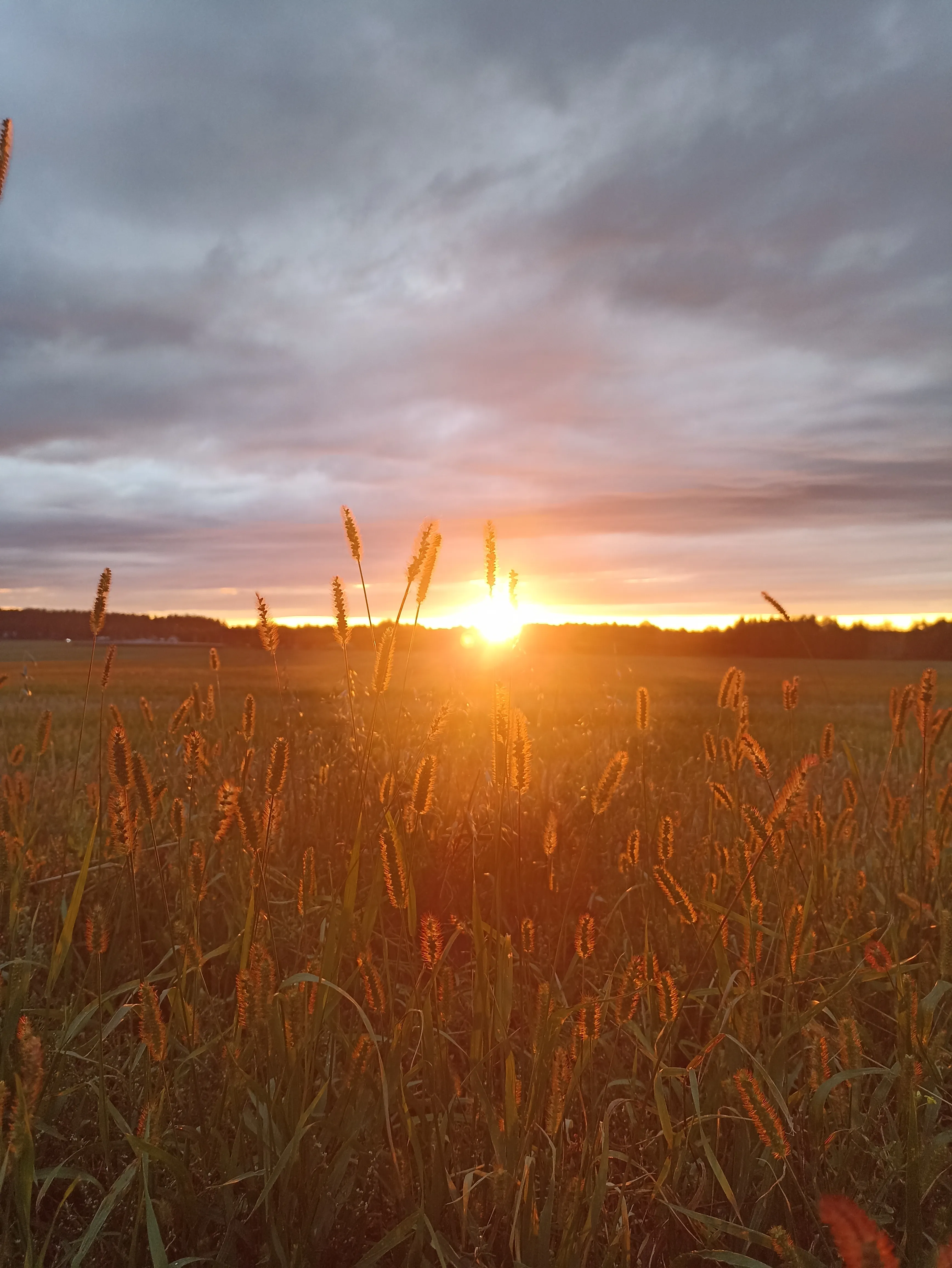 Янтарный шёпот травы