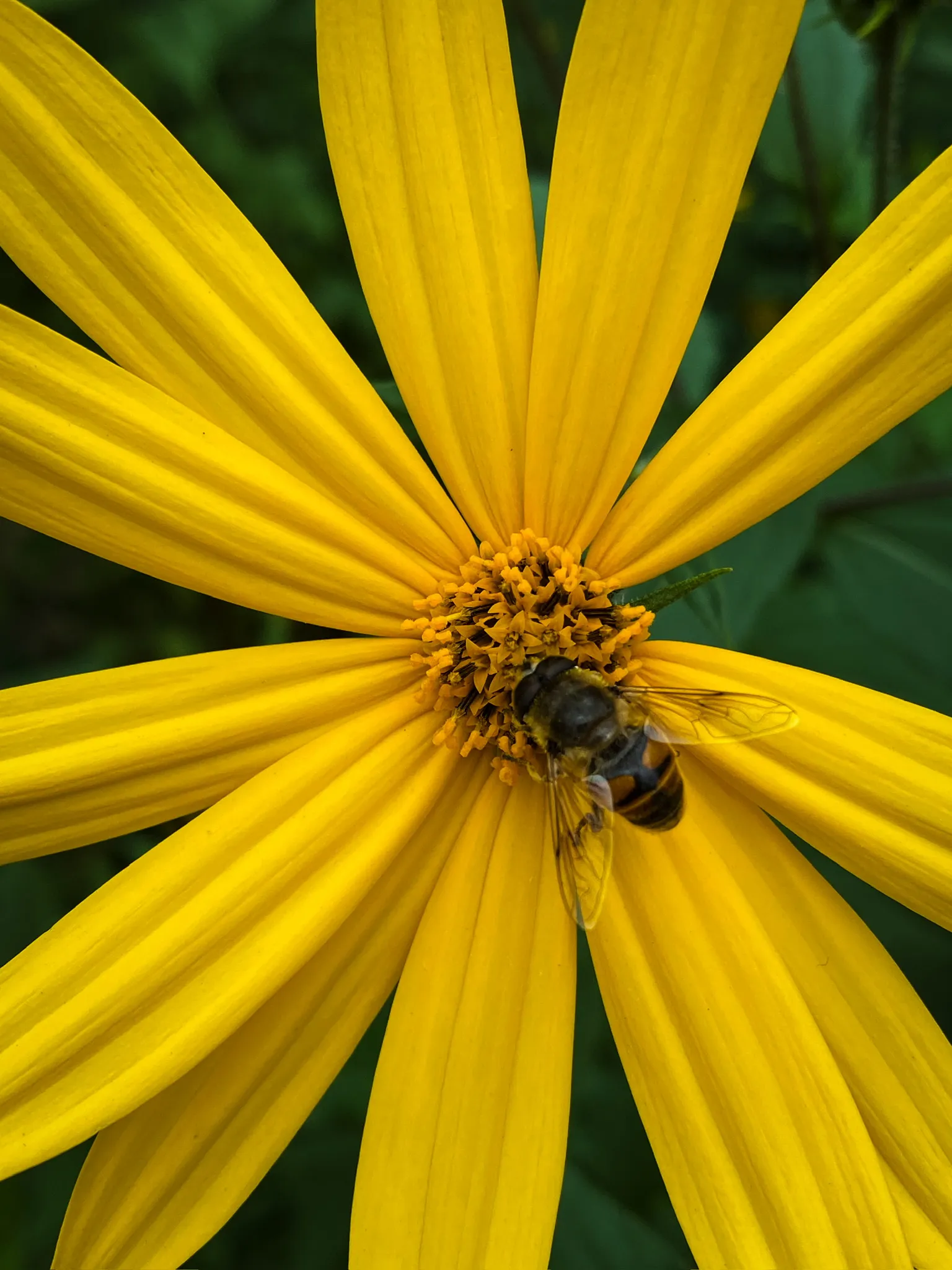 В мире насекомых