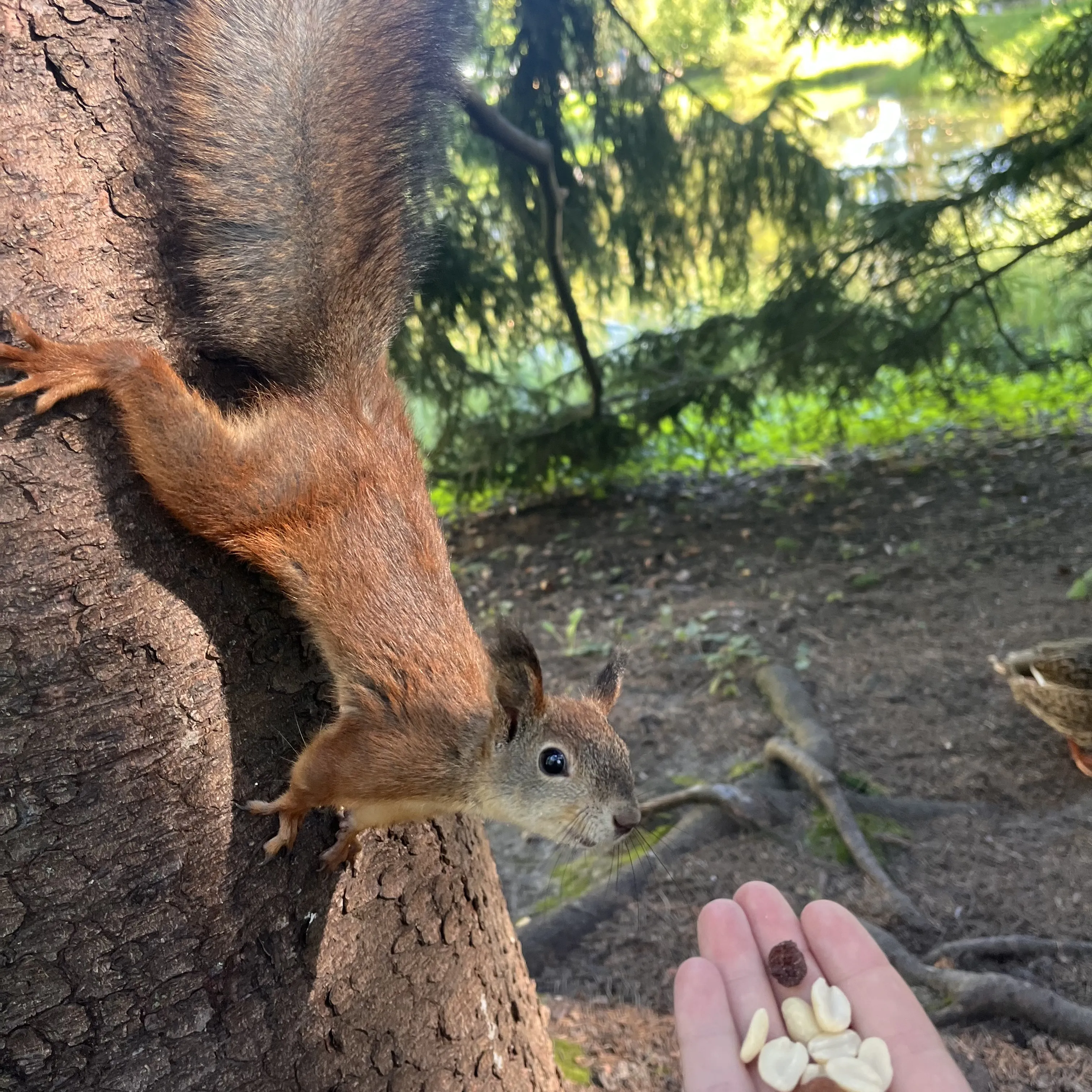 Любопытство